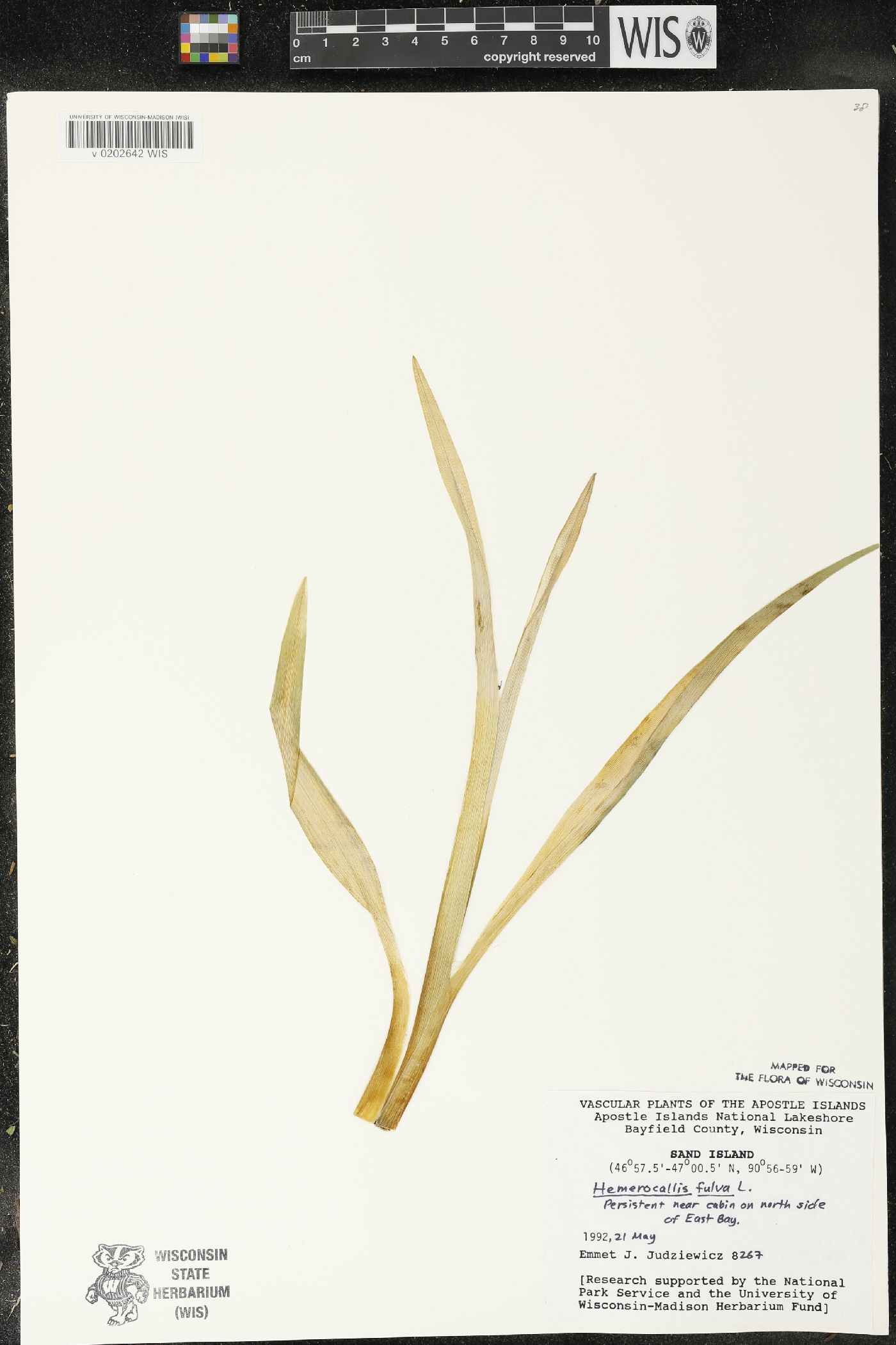 Hemerocallis fulva image
