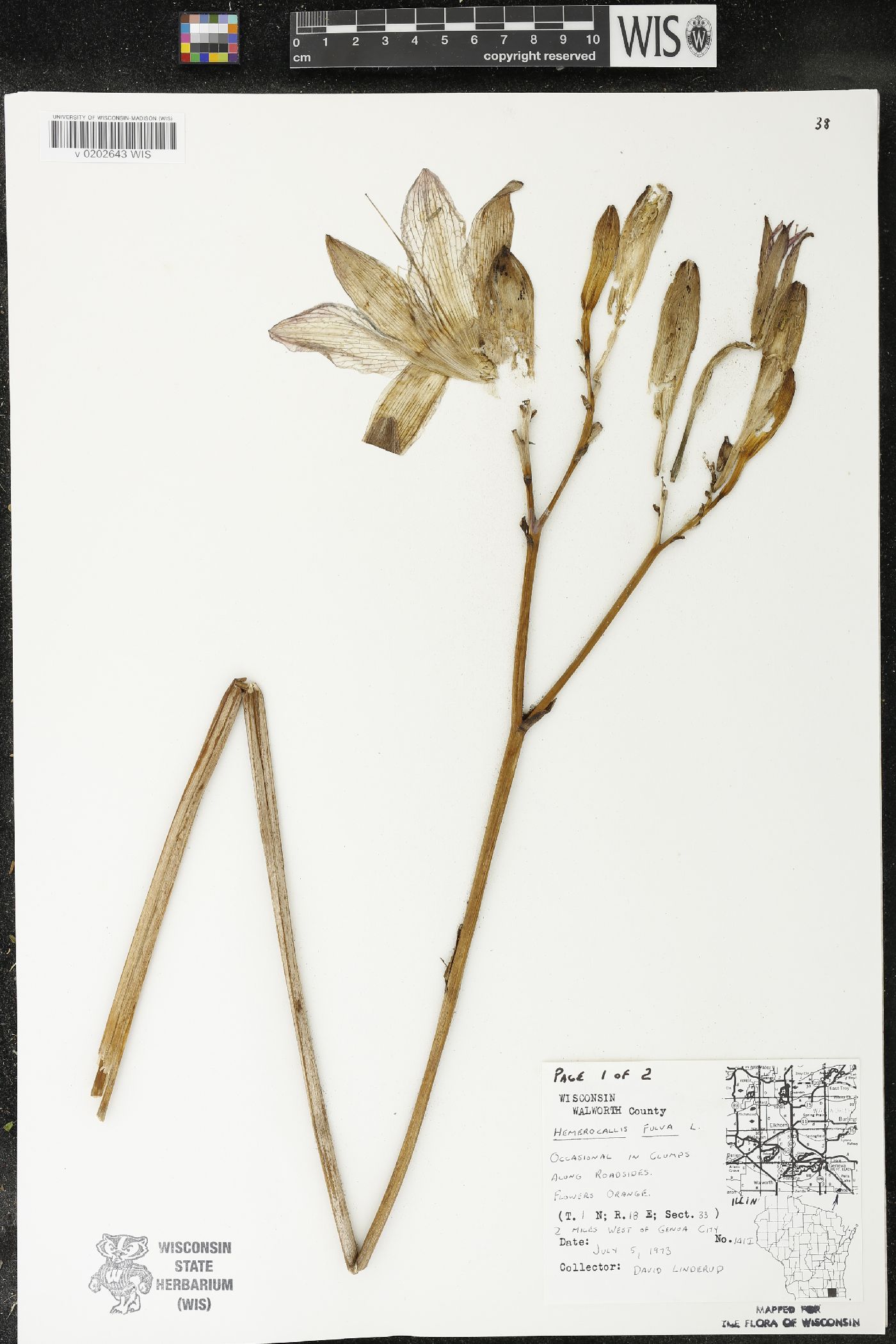 Hemerocallis fulva image