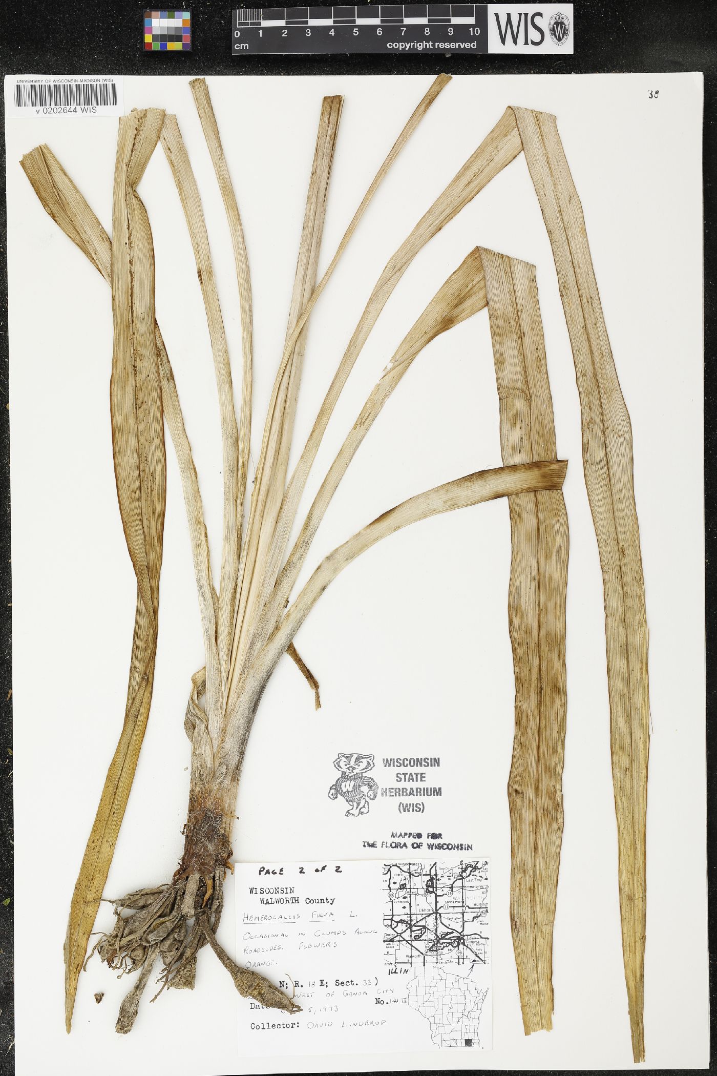 Hemerocallis fulva image