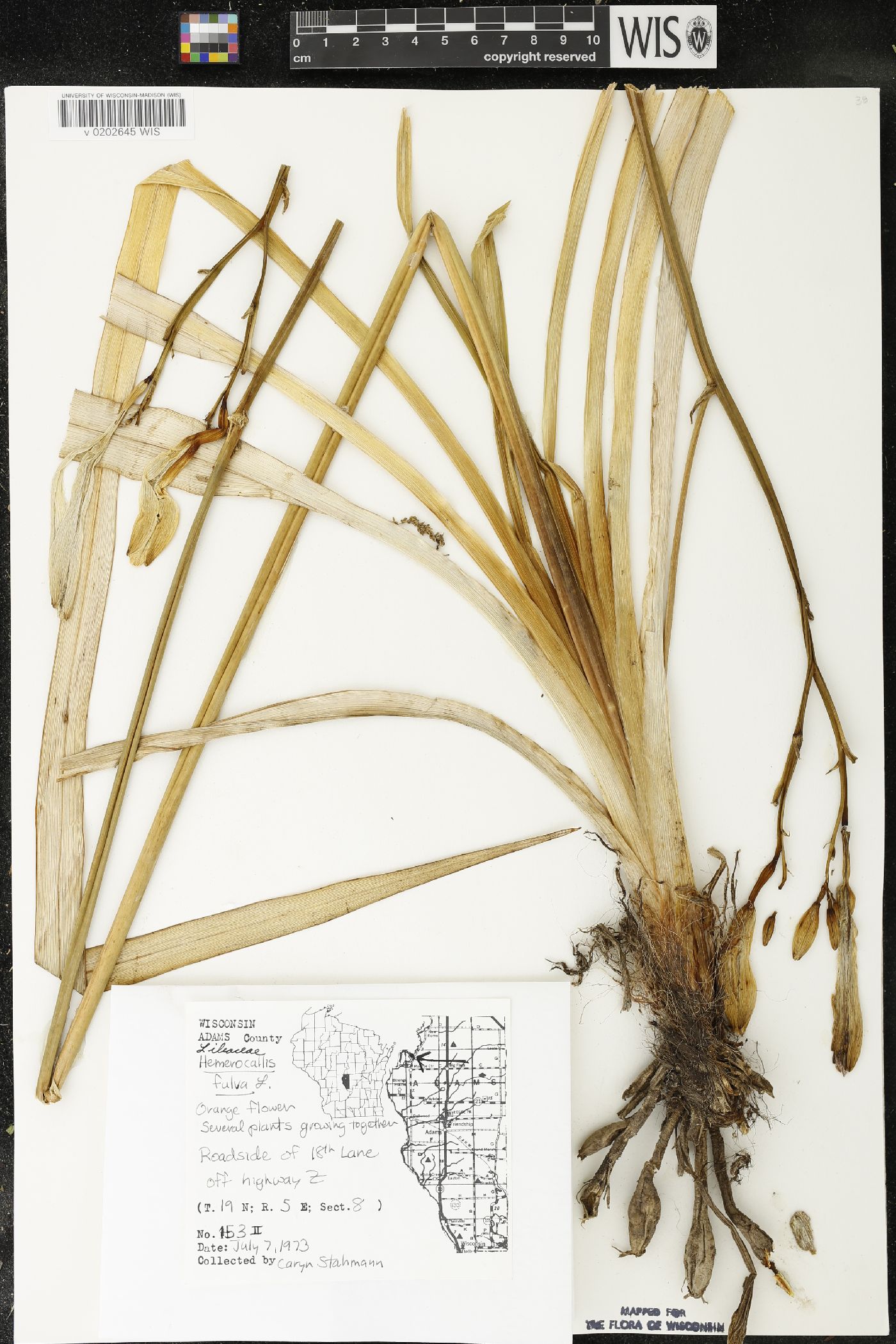 Hemerocallis fulva image