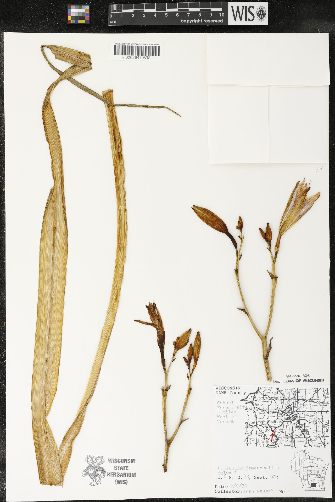Hemerocallis fulva image