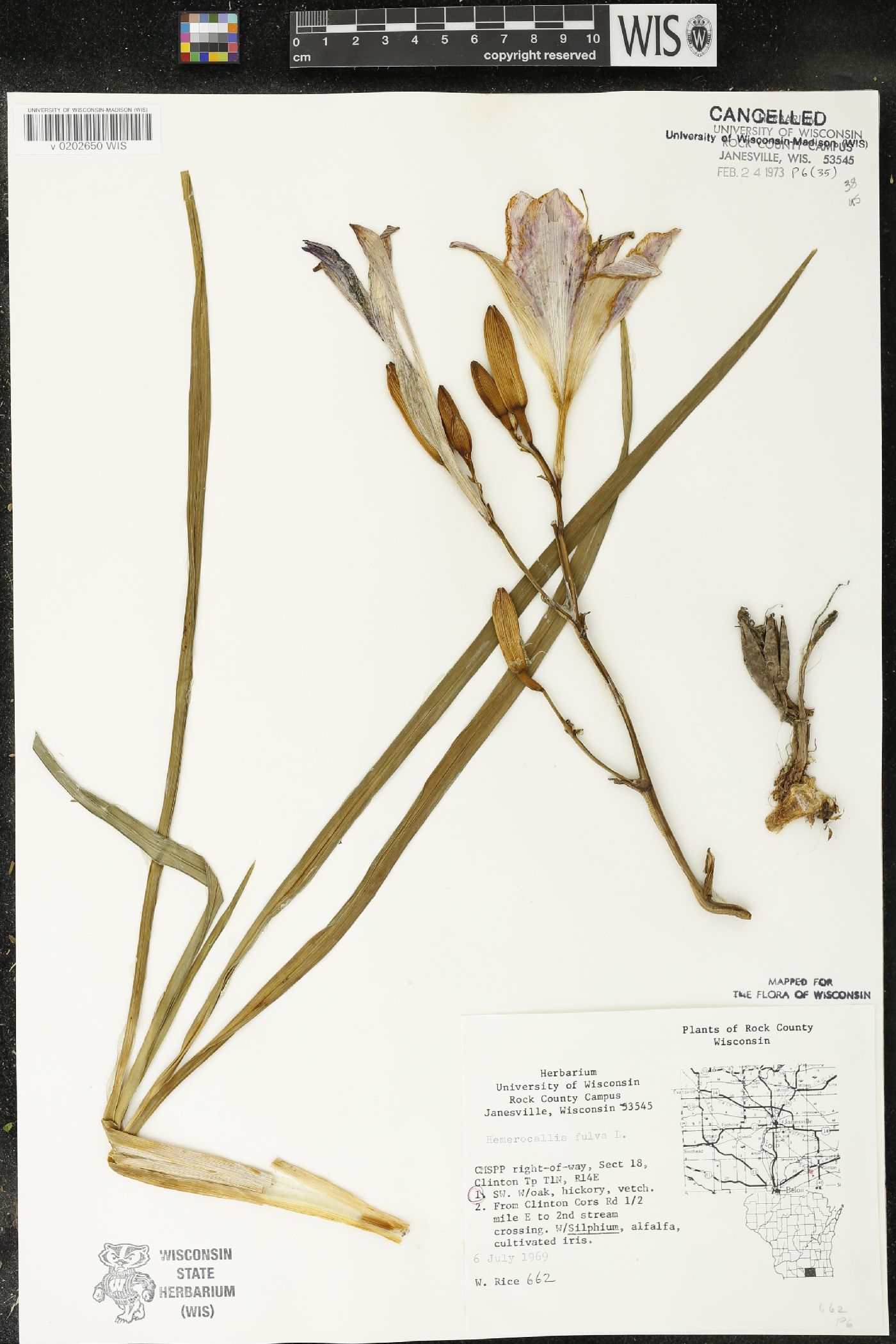 Hemerocallis fulva image