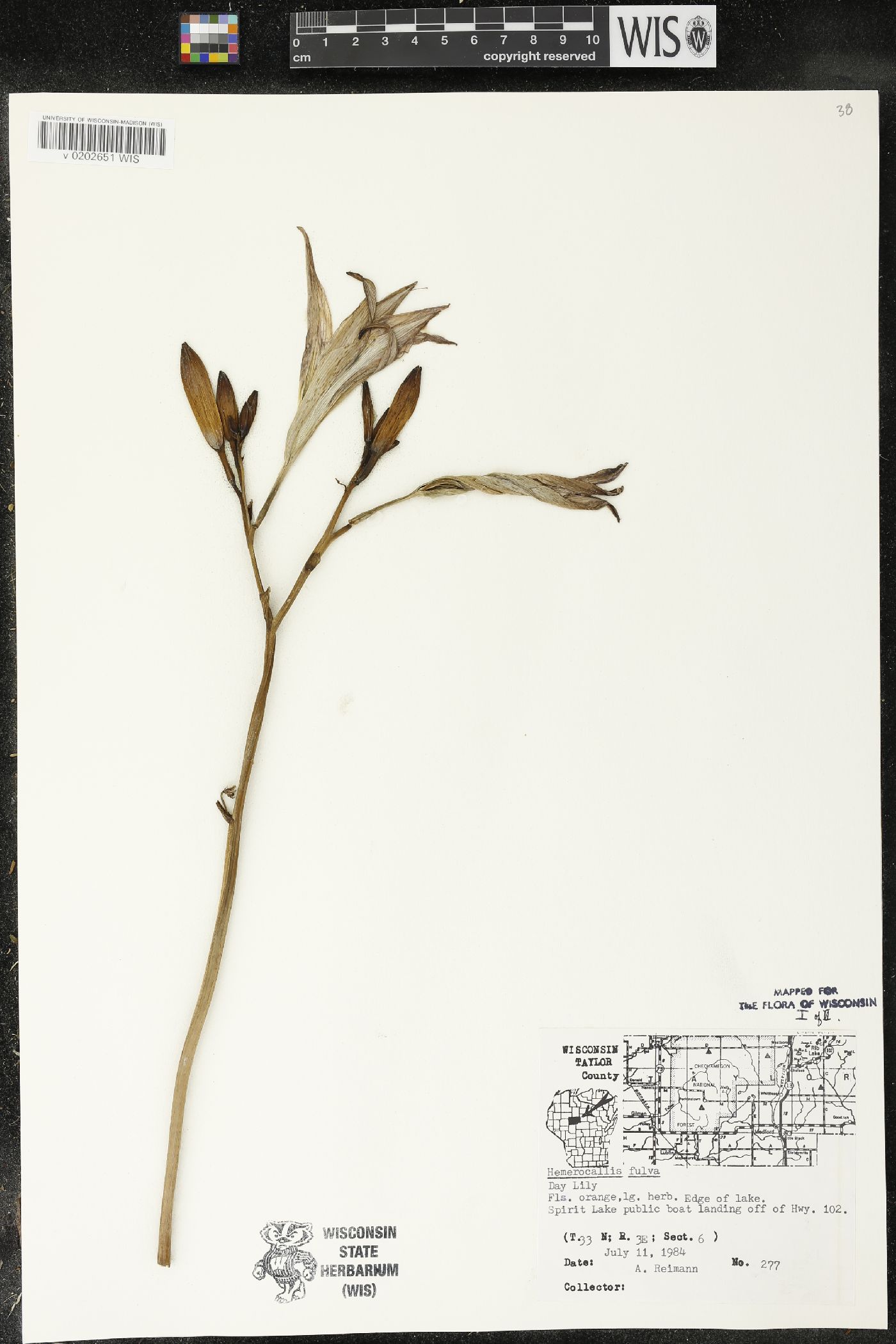 Hemerocallis fulva image
