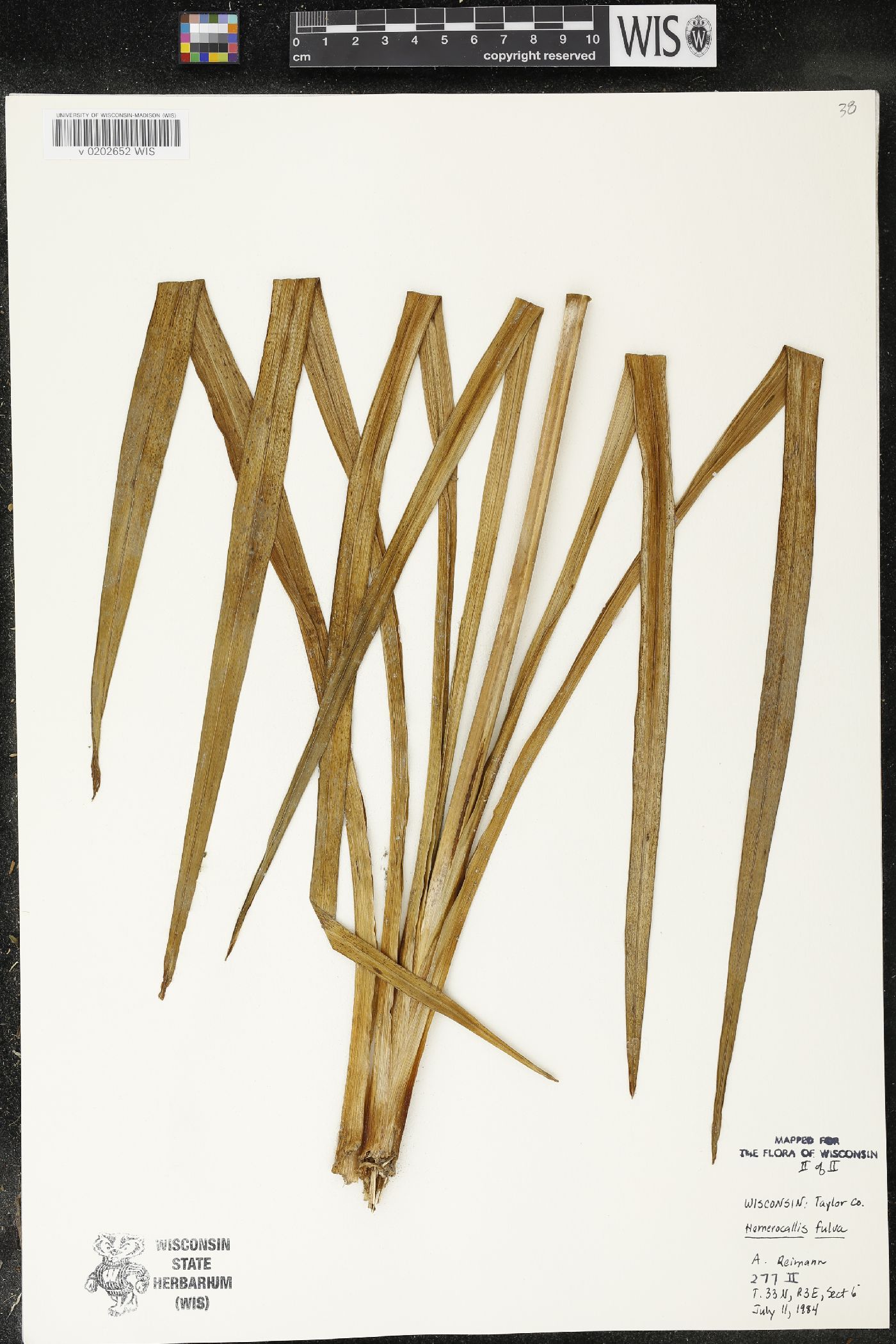 Hemerocallis fulva image