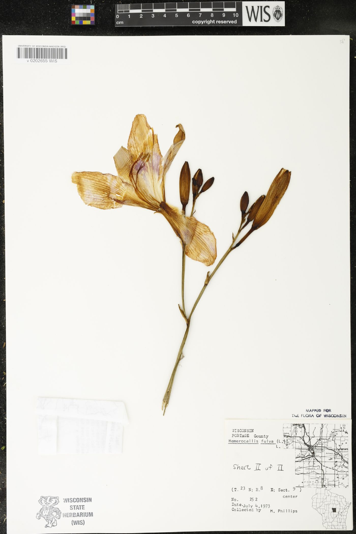 Hemerocallis fulva image