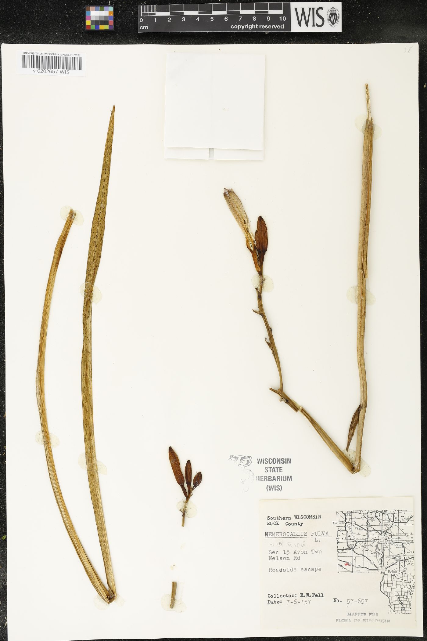 Hemerocallis fulva image