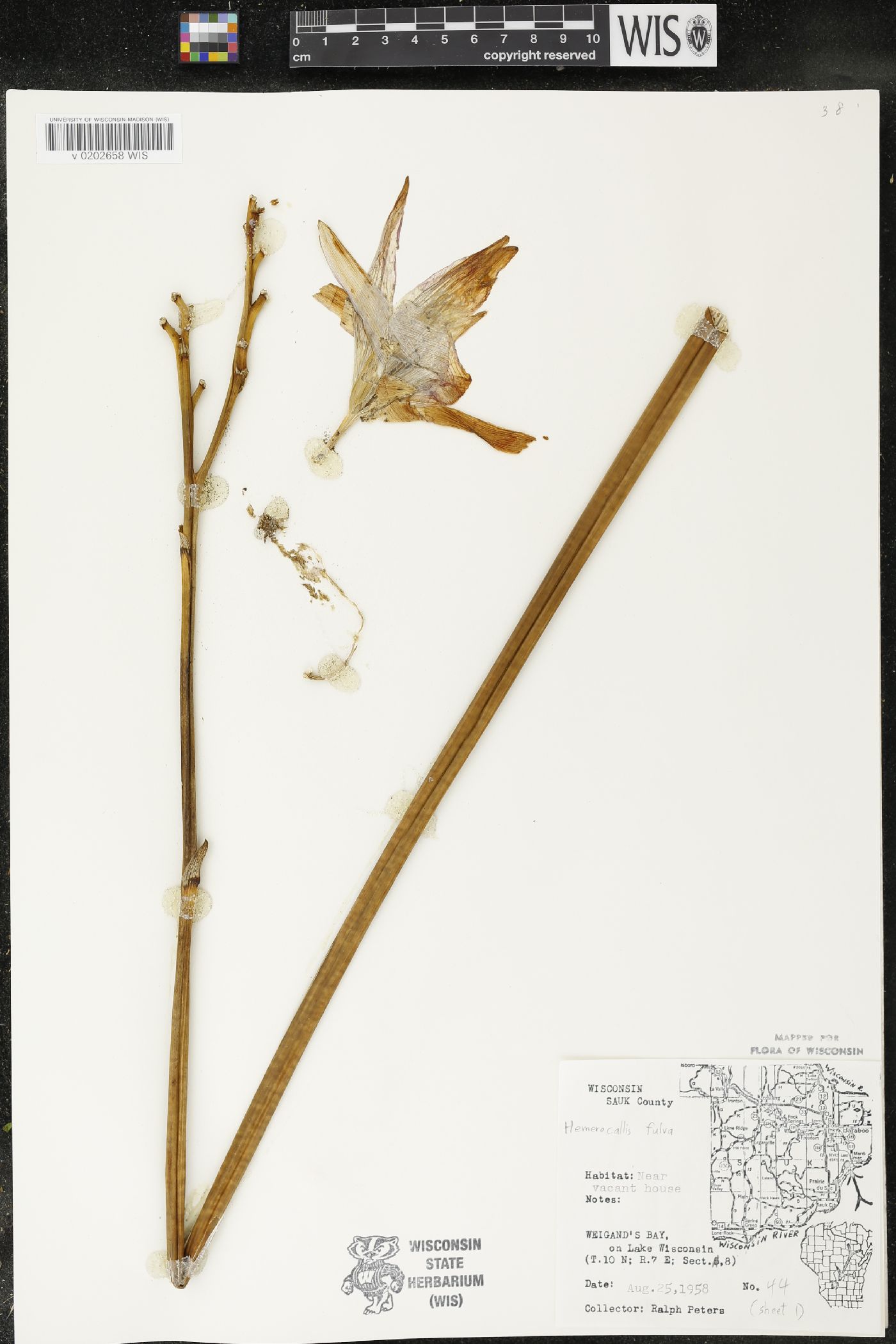 Hemerocallis fulva image