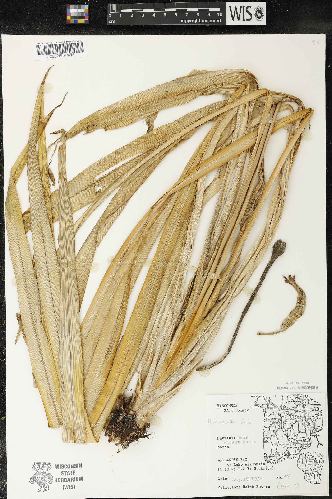 Hemerocallis fulva image