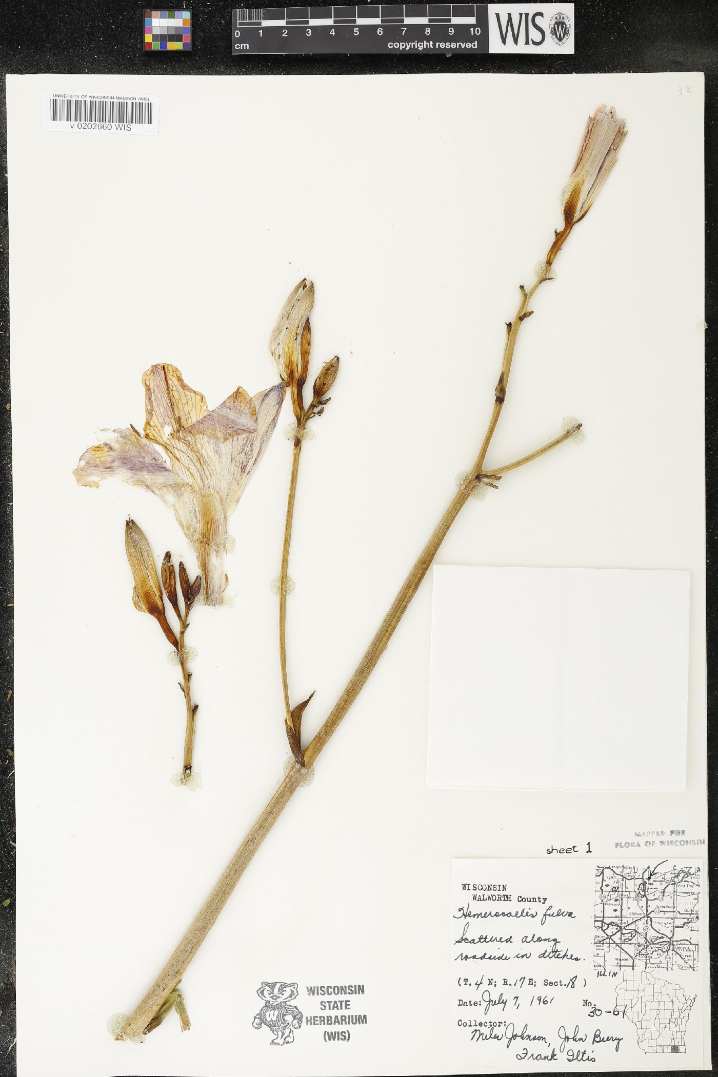 Hemerocallis fulva image