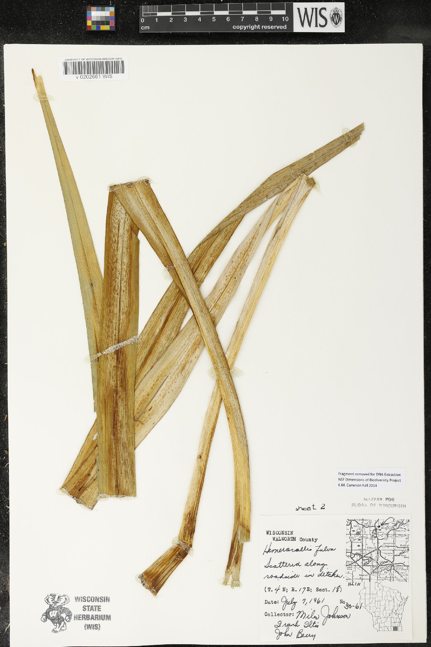 Hemerocallis fulva image