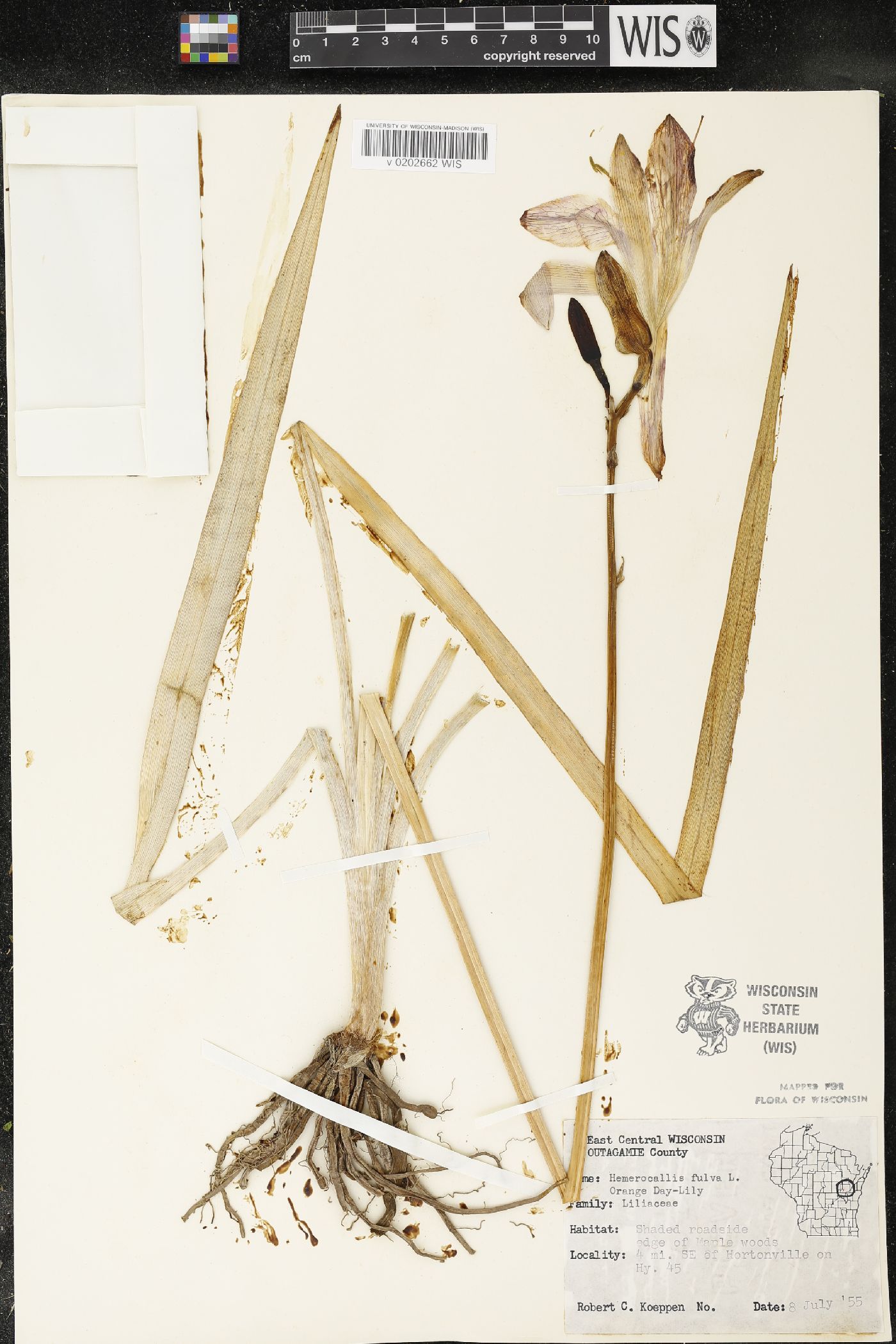Hemerocallis fulva image