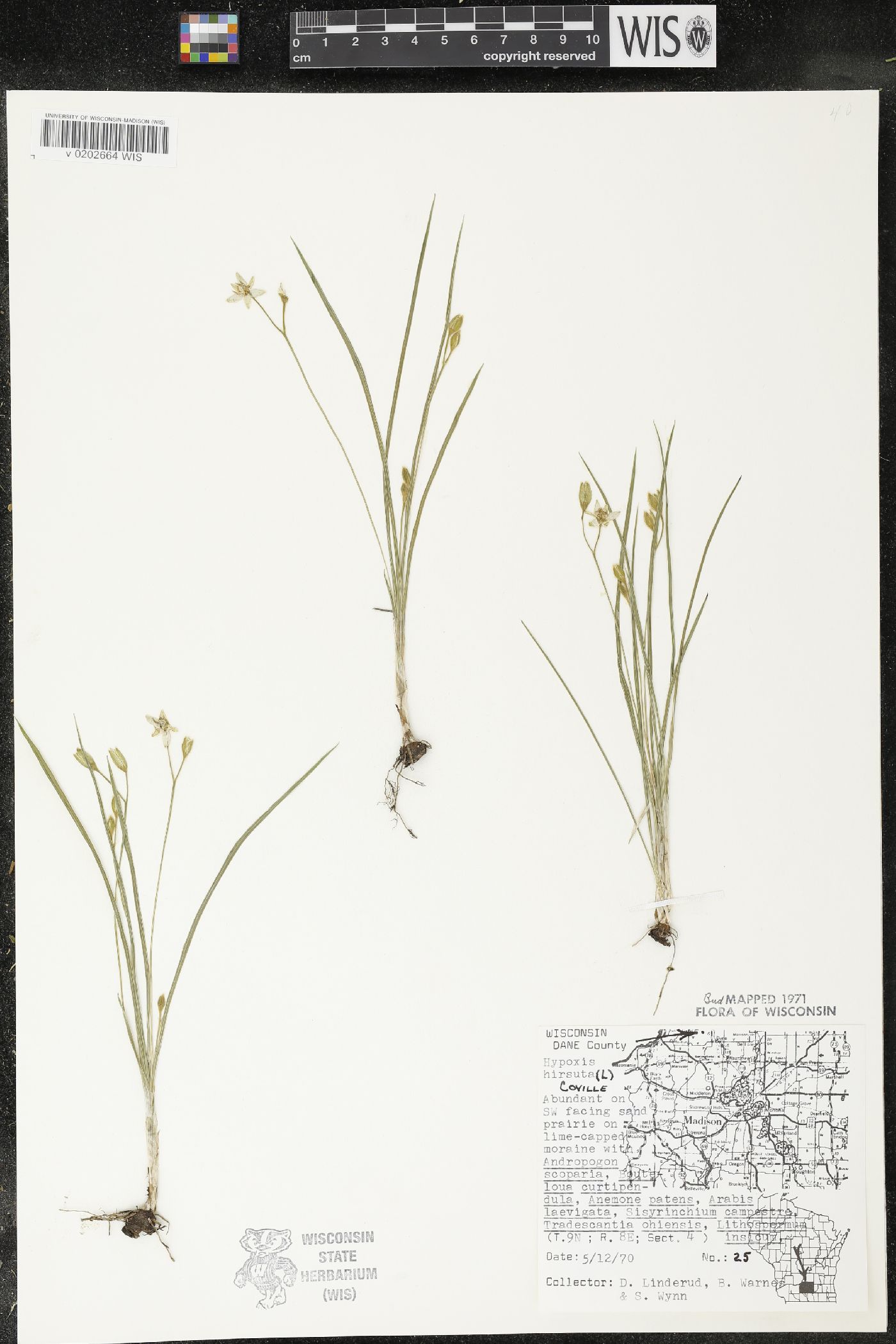 Hypoxis hirsuta image