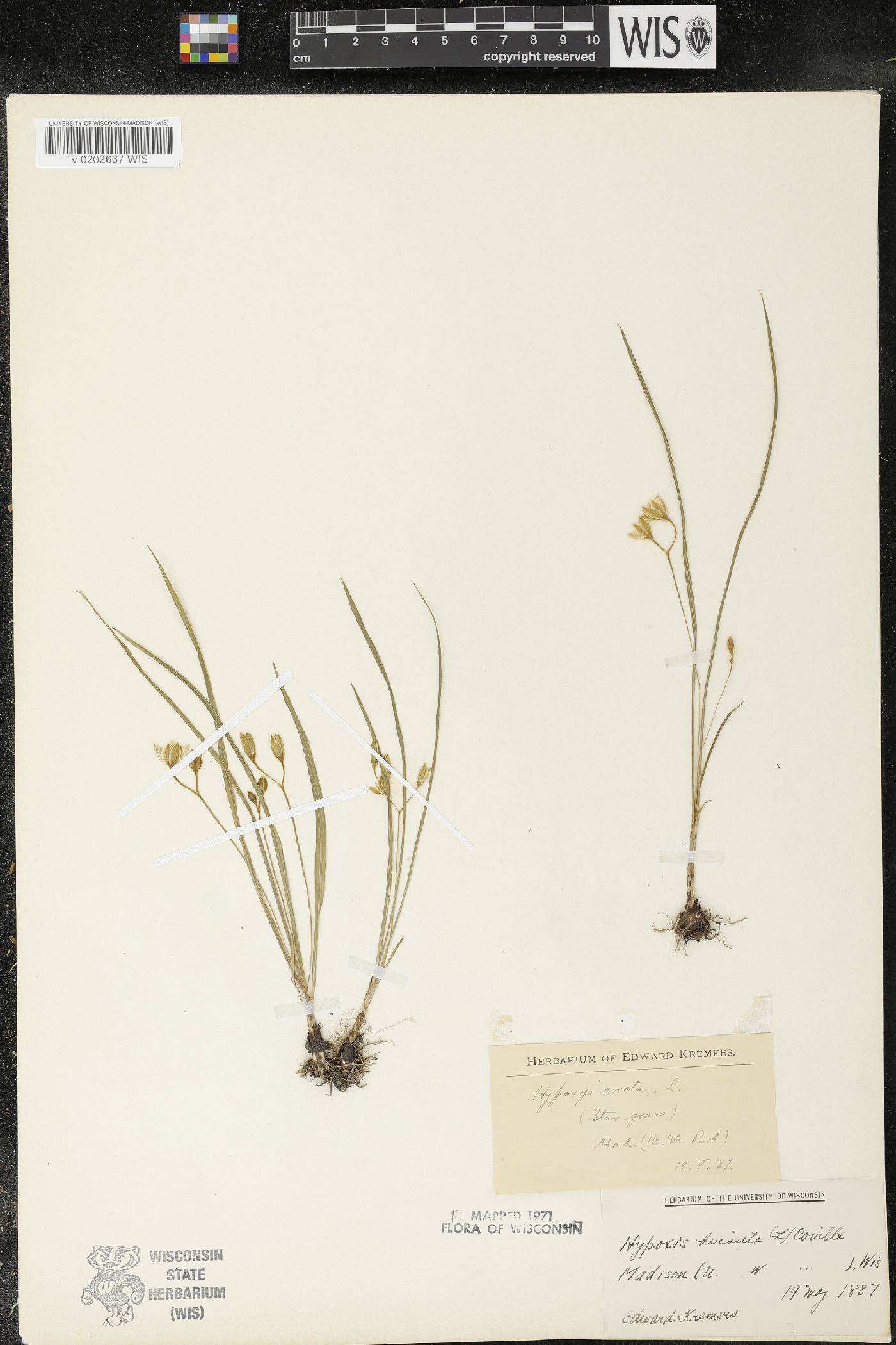 Hypoxis hirsuta image