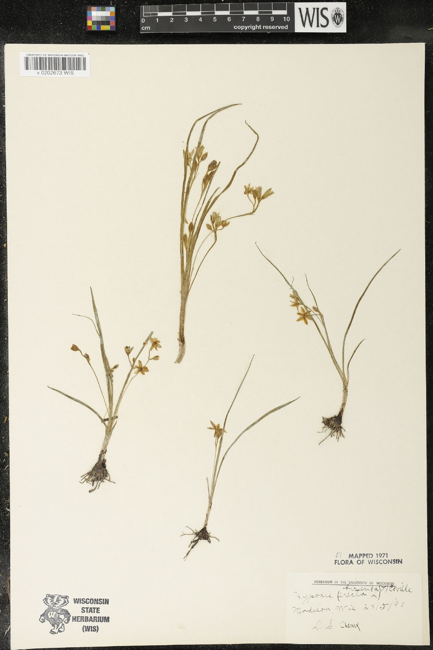 Hypoxis hirsuta image