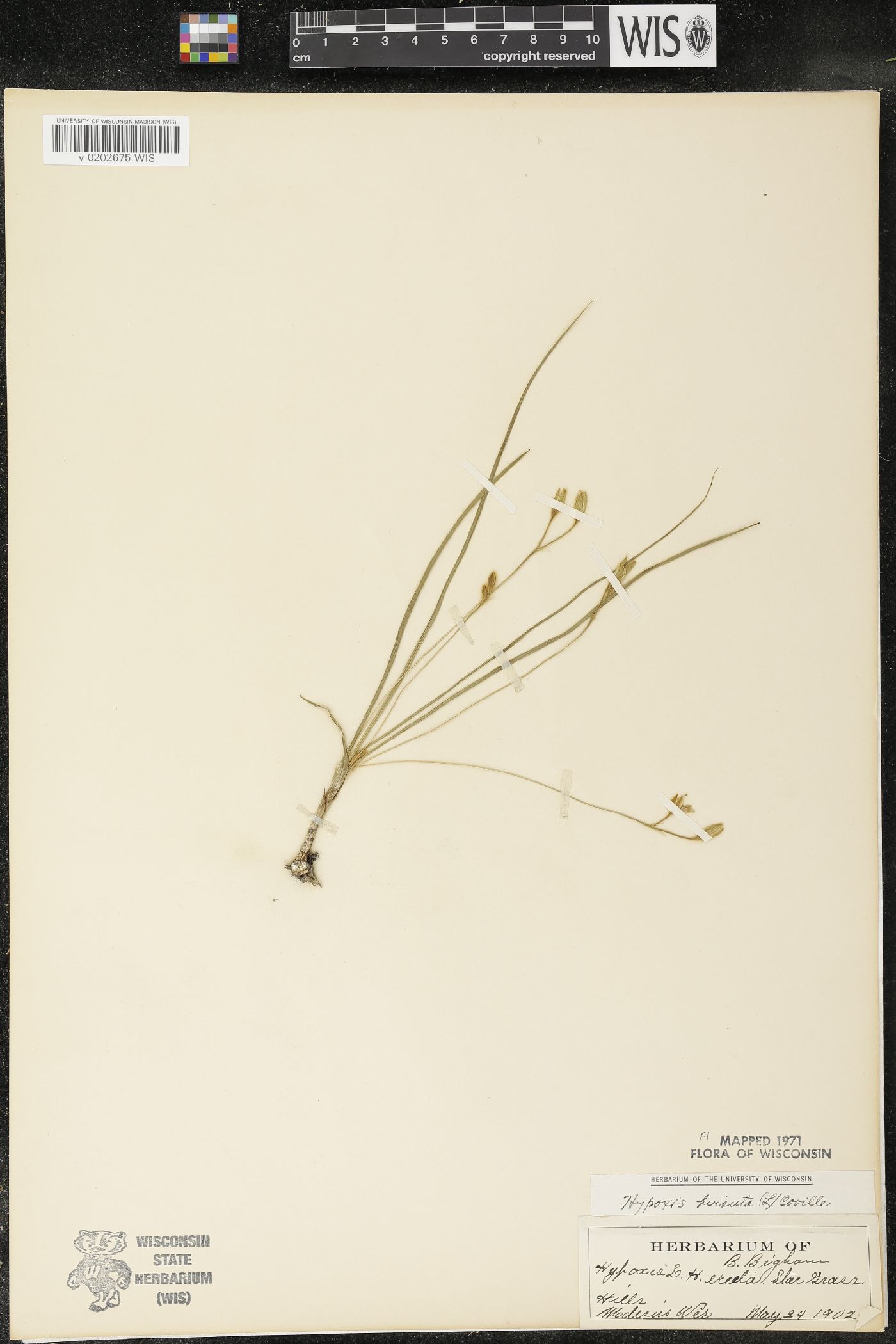 Hypoxis hirsuta image