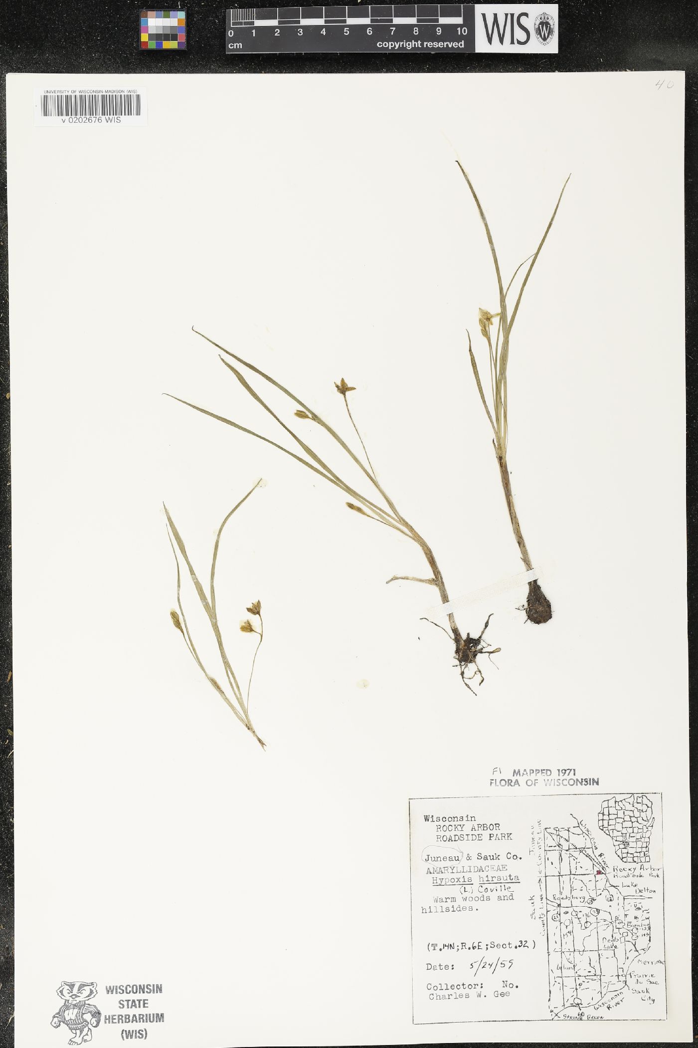 Hypoxis hirsuta image