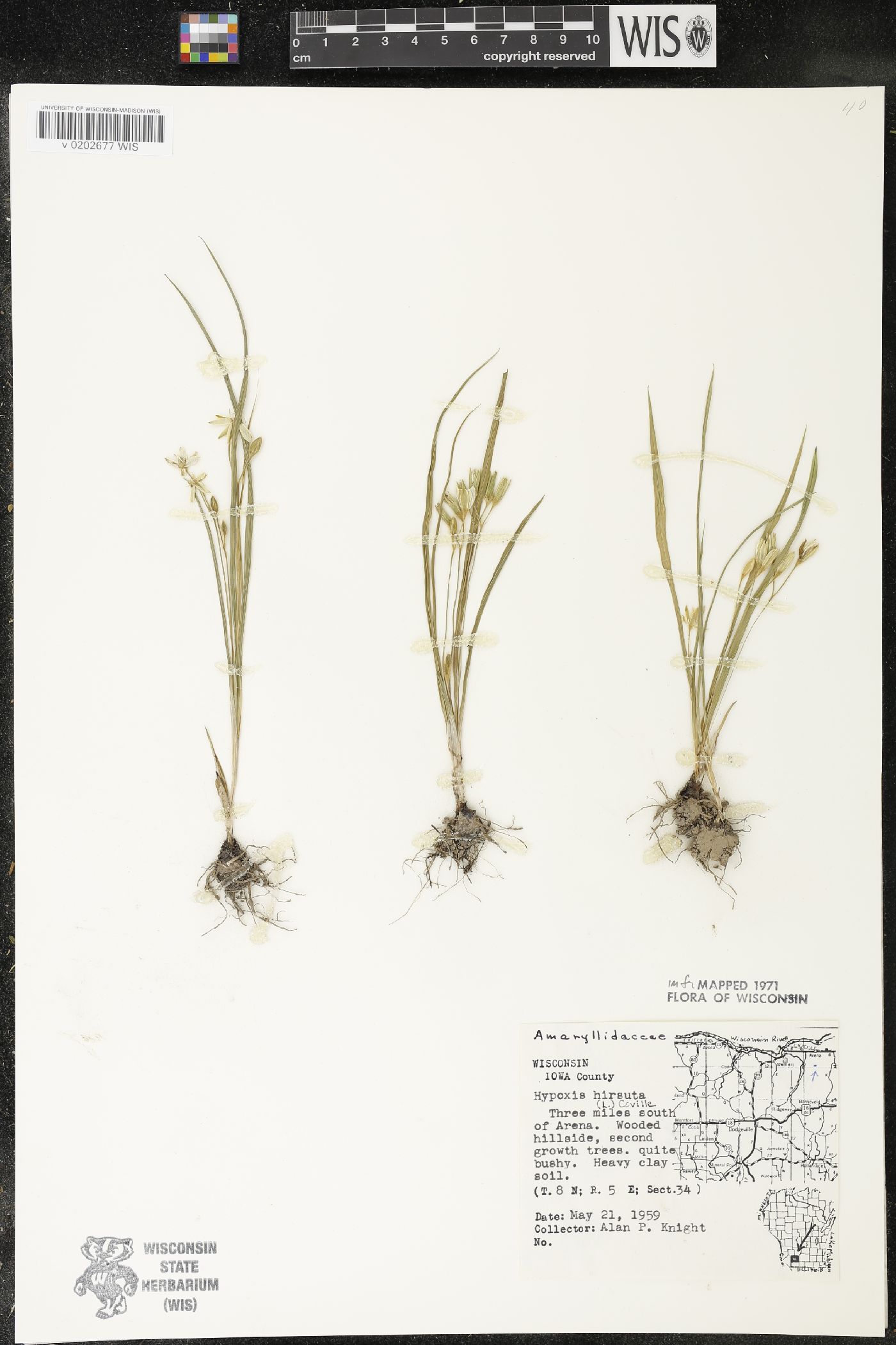 Hypoxis hirsuta image