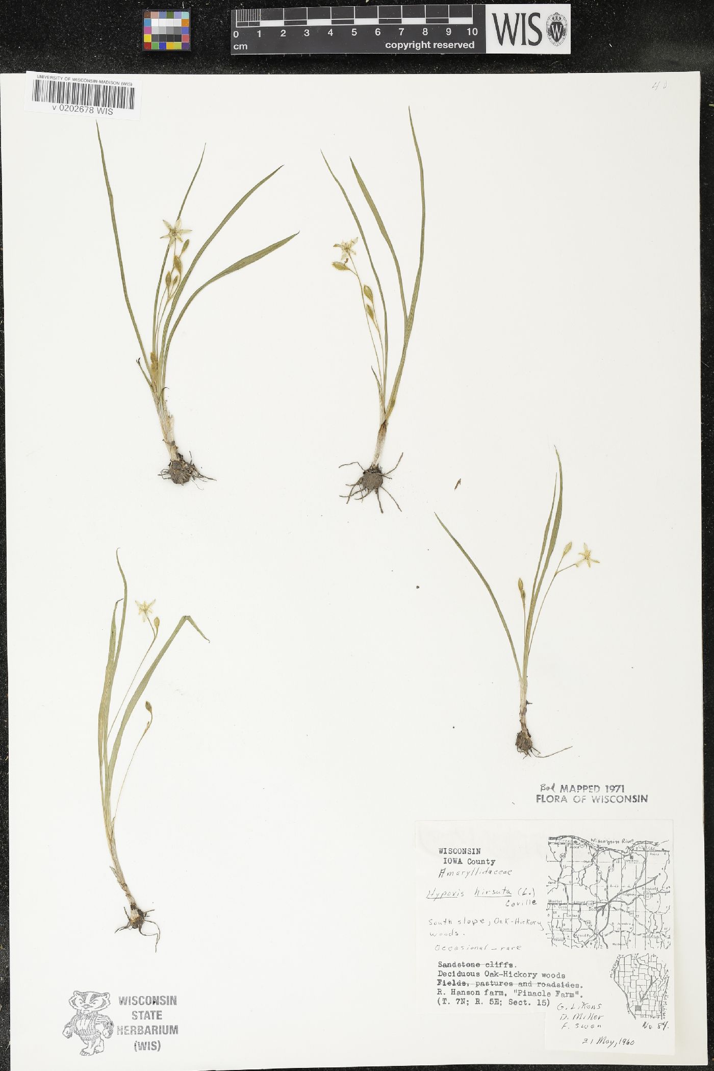Hypoxis hirsuta image