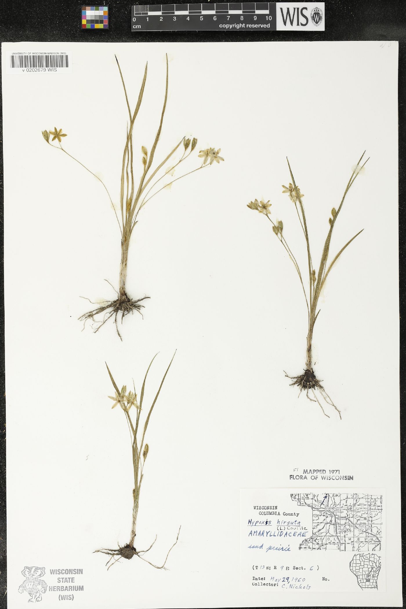 Hypoxis hirsuta image