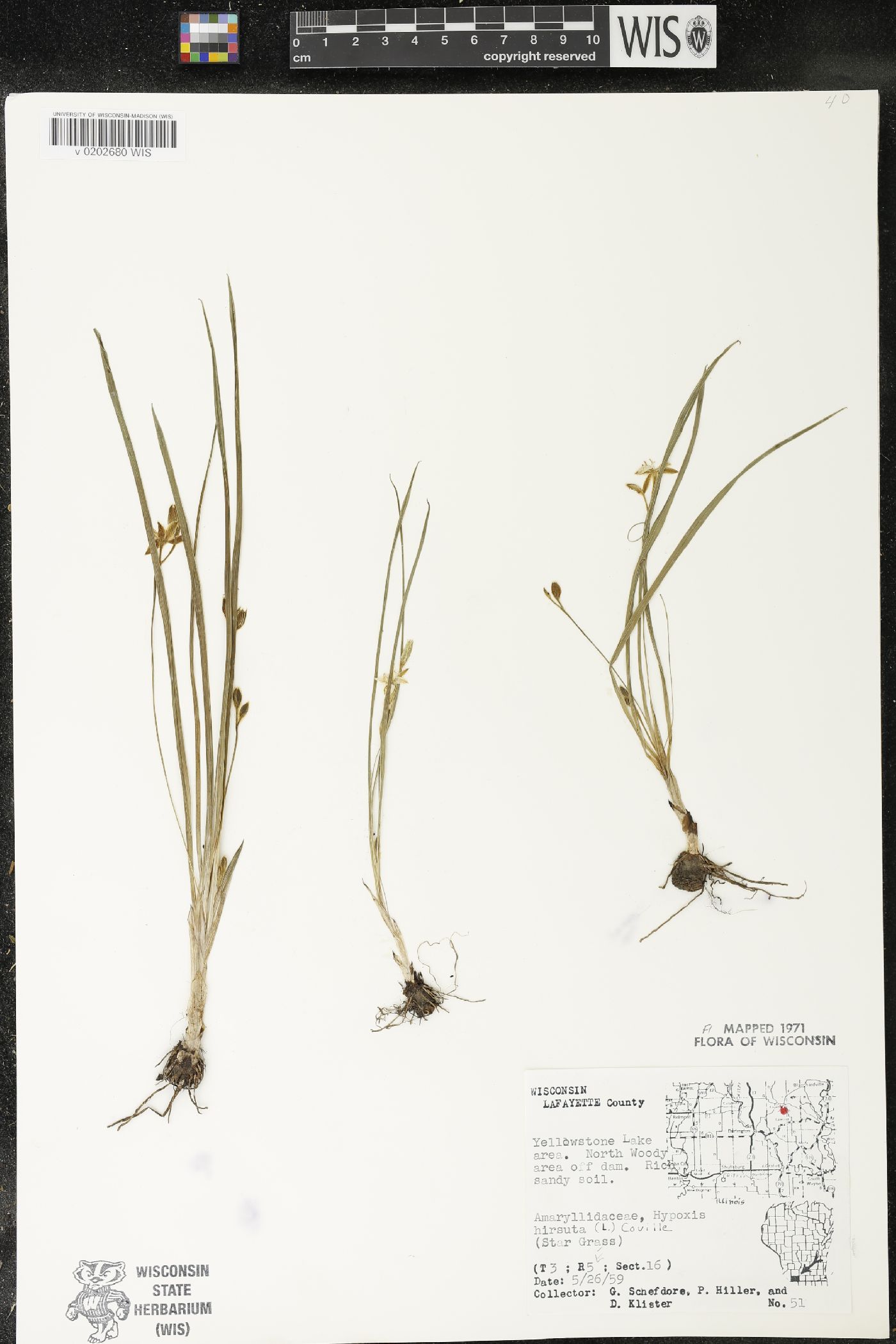 Hypoxis hirsuta image
