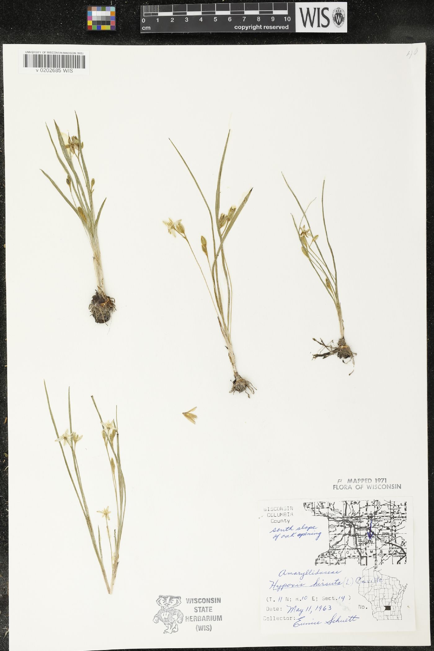 Hypoxis hirsuta image