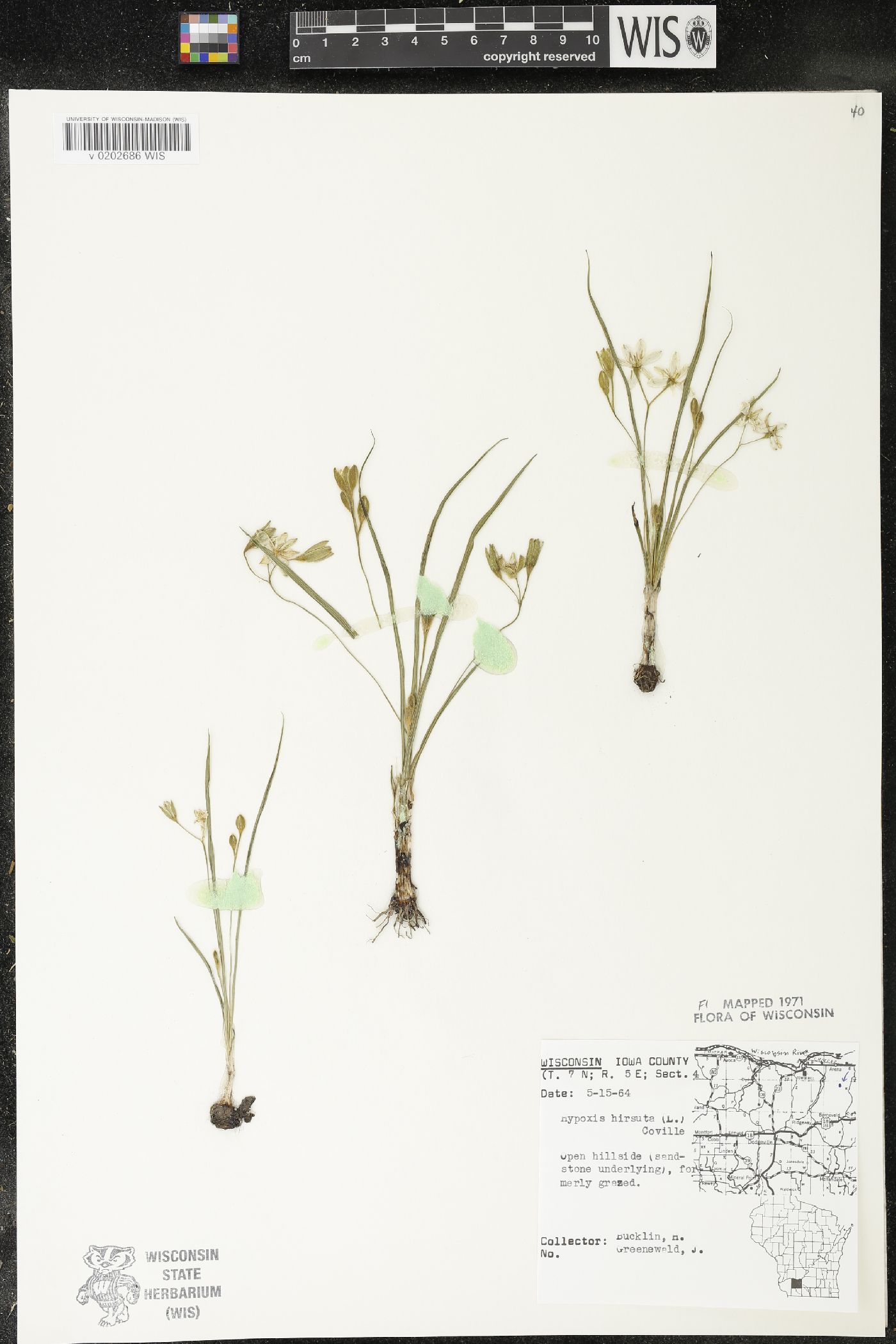 Hypoxis hirsuta image