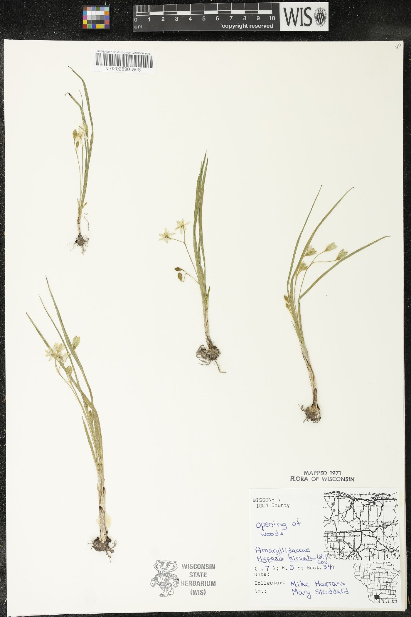 Hypoxis hirsuta image