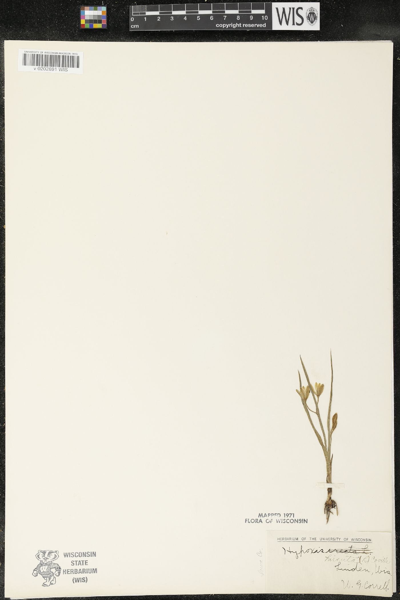 Hypoxis hirsuta image