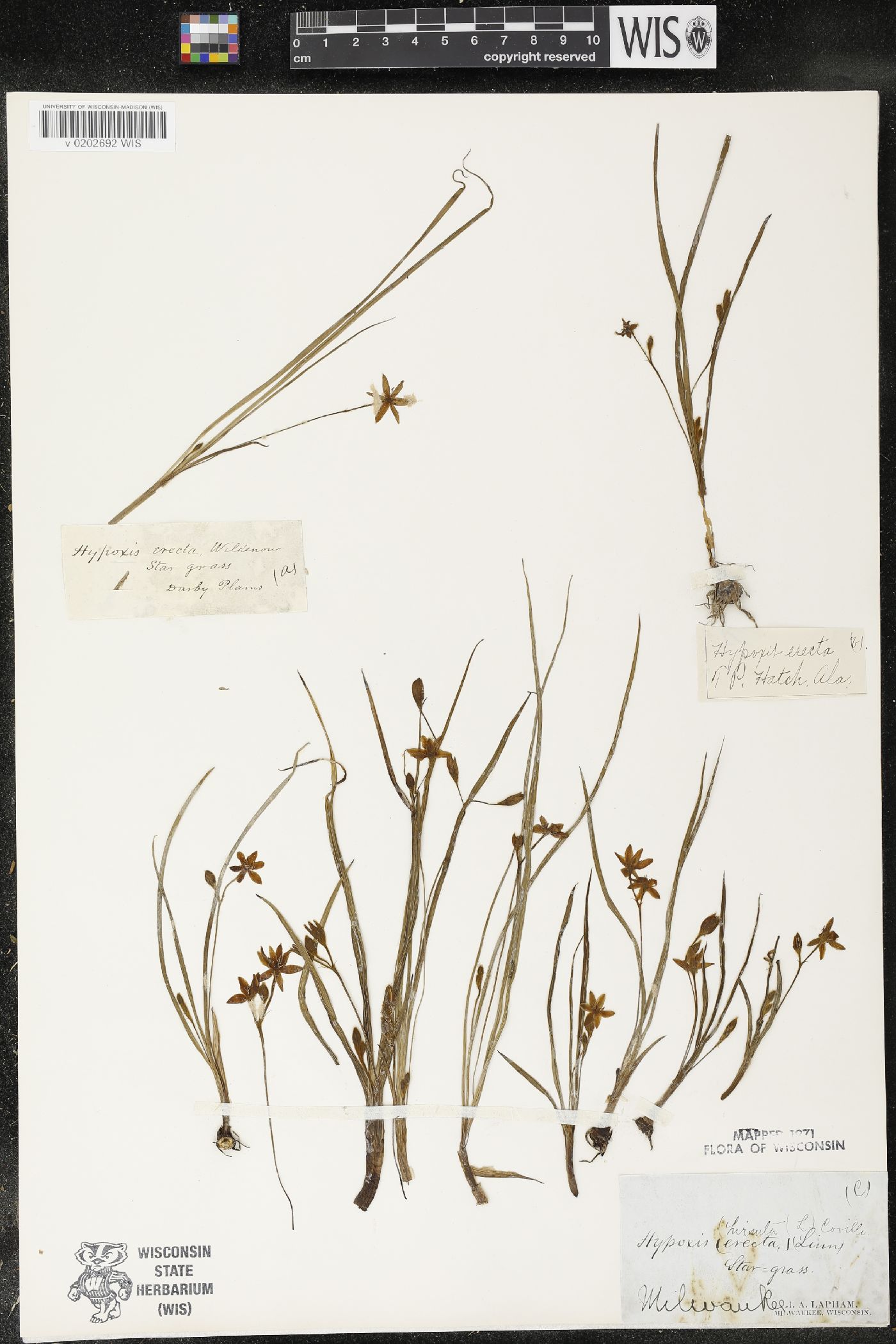 Hypoxis hirsuta image