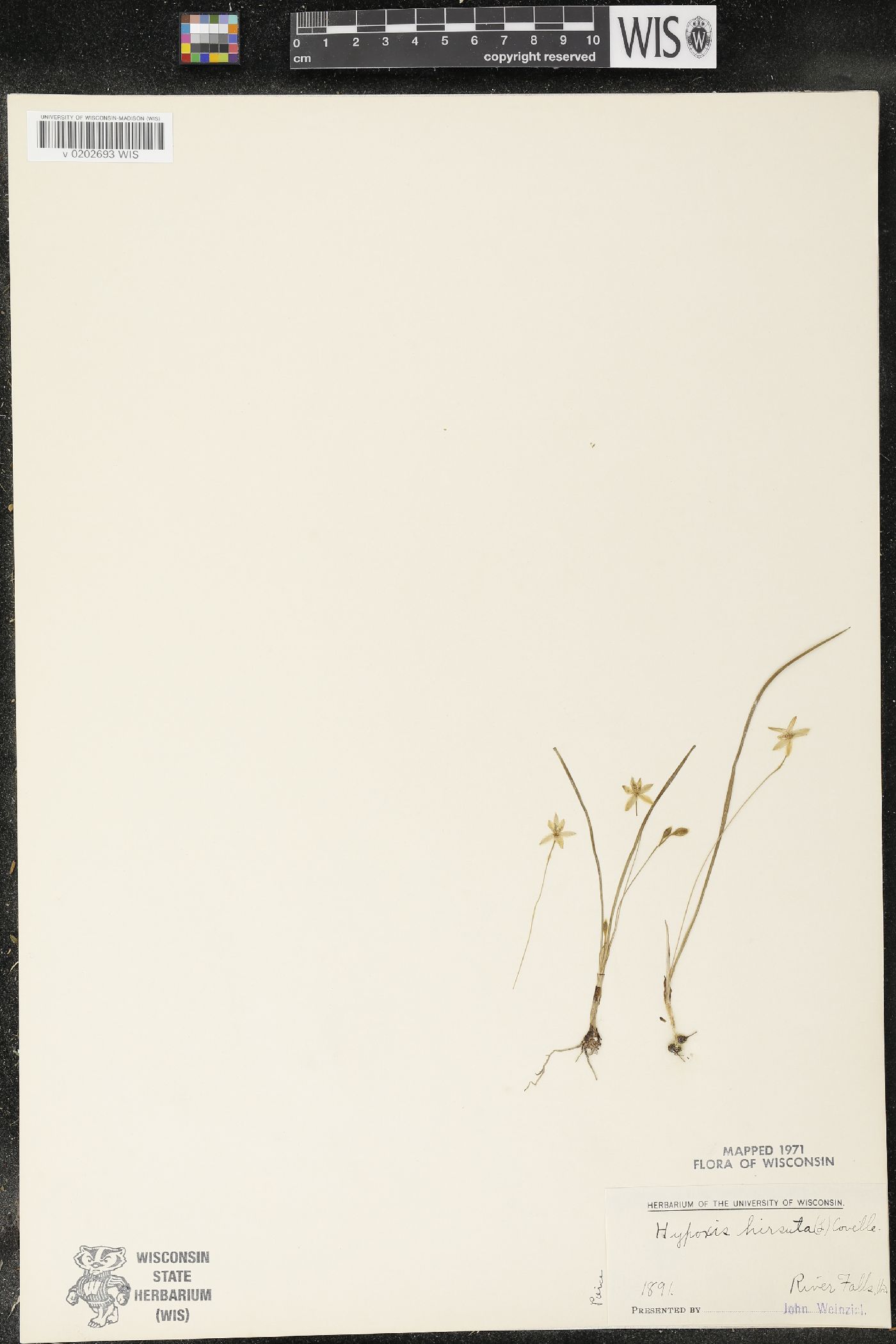 Hypoxis hirsuta image
