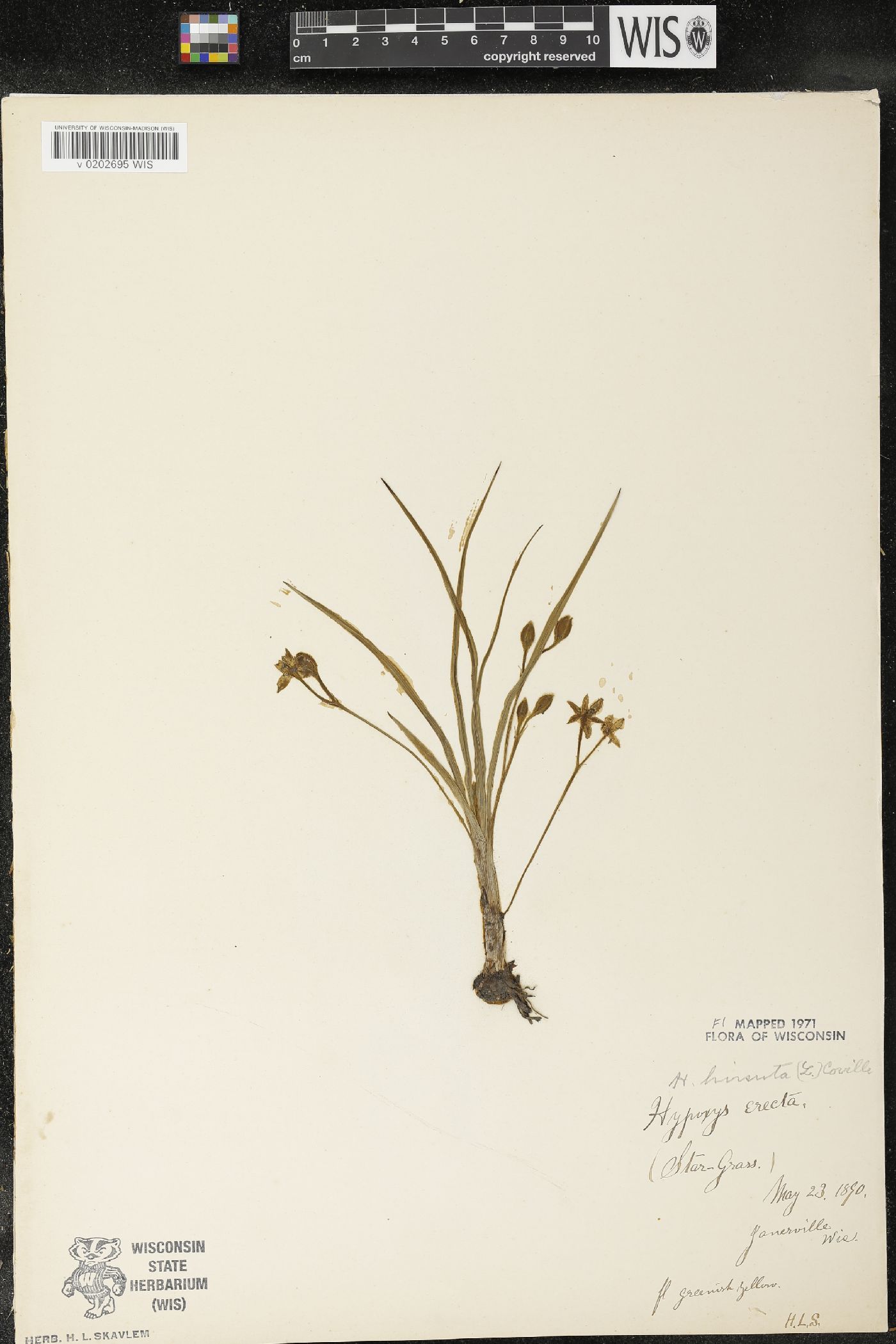 Hypoxis hirsuta image