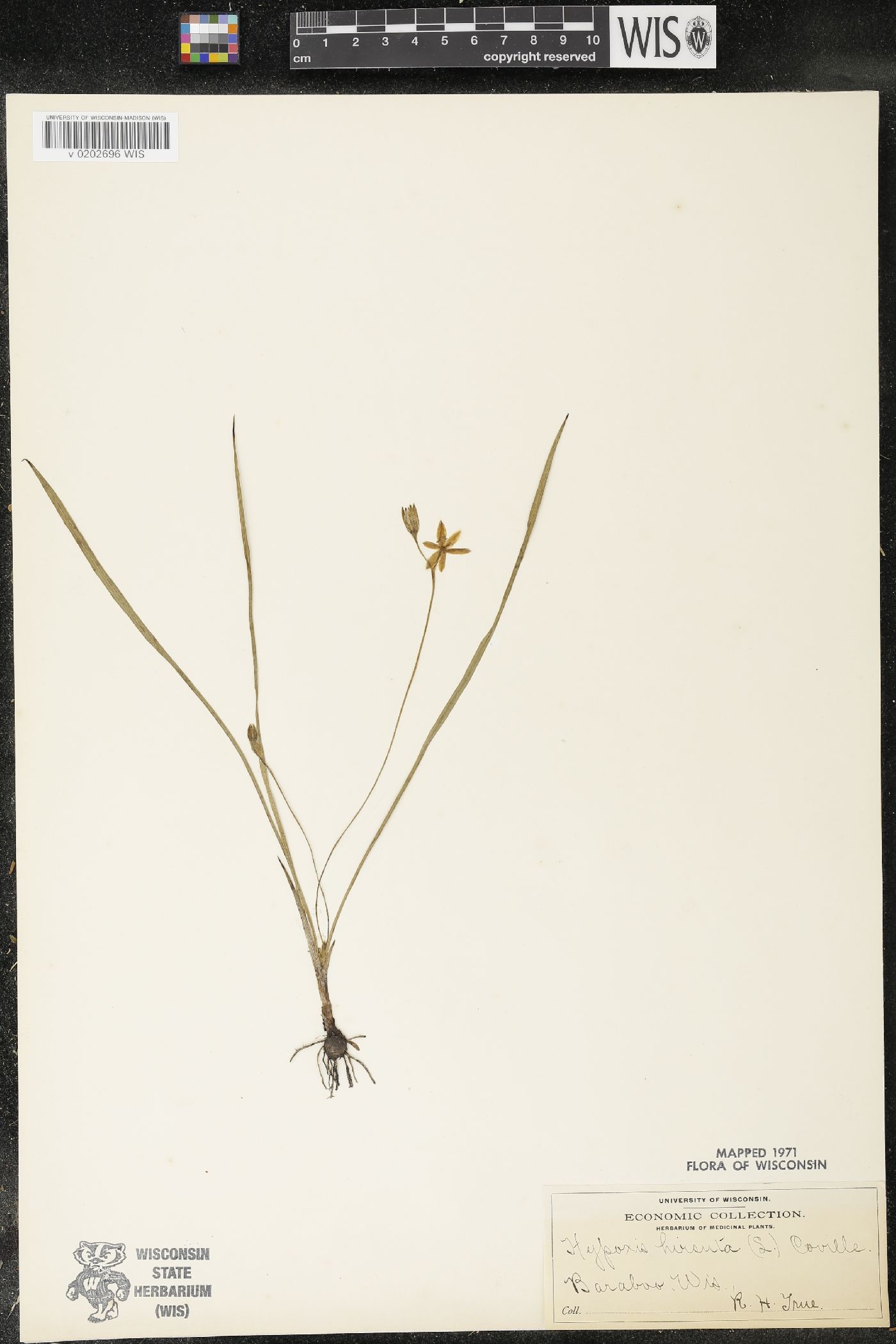 Hypoxis hirsuta image