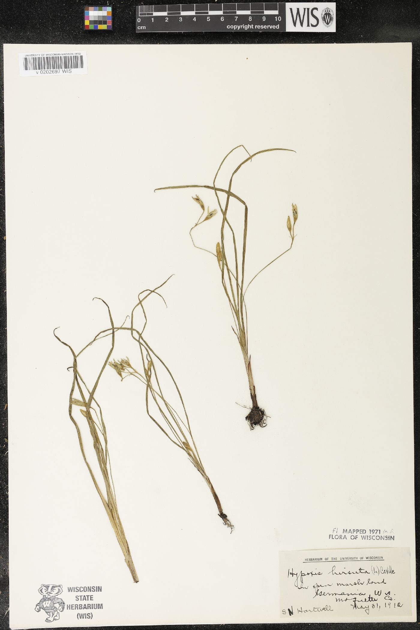 Hypoxis hirsuta image