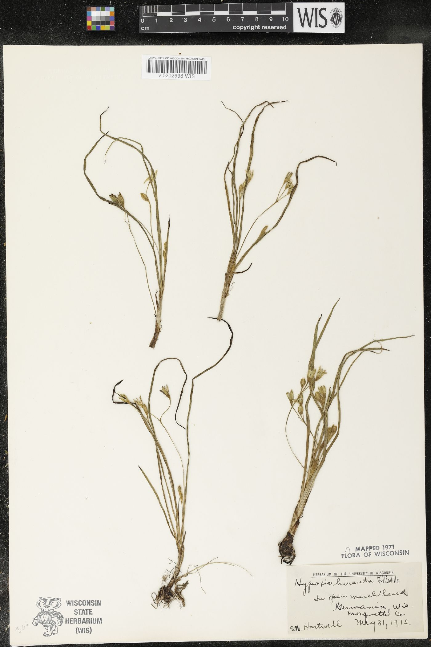 Hypoxis hirsuta image