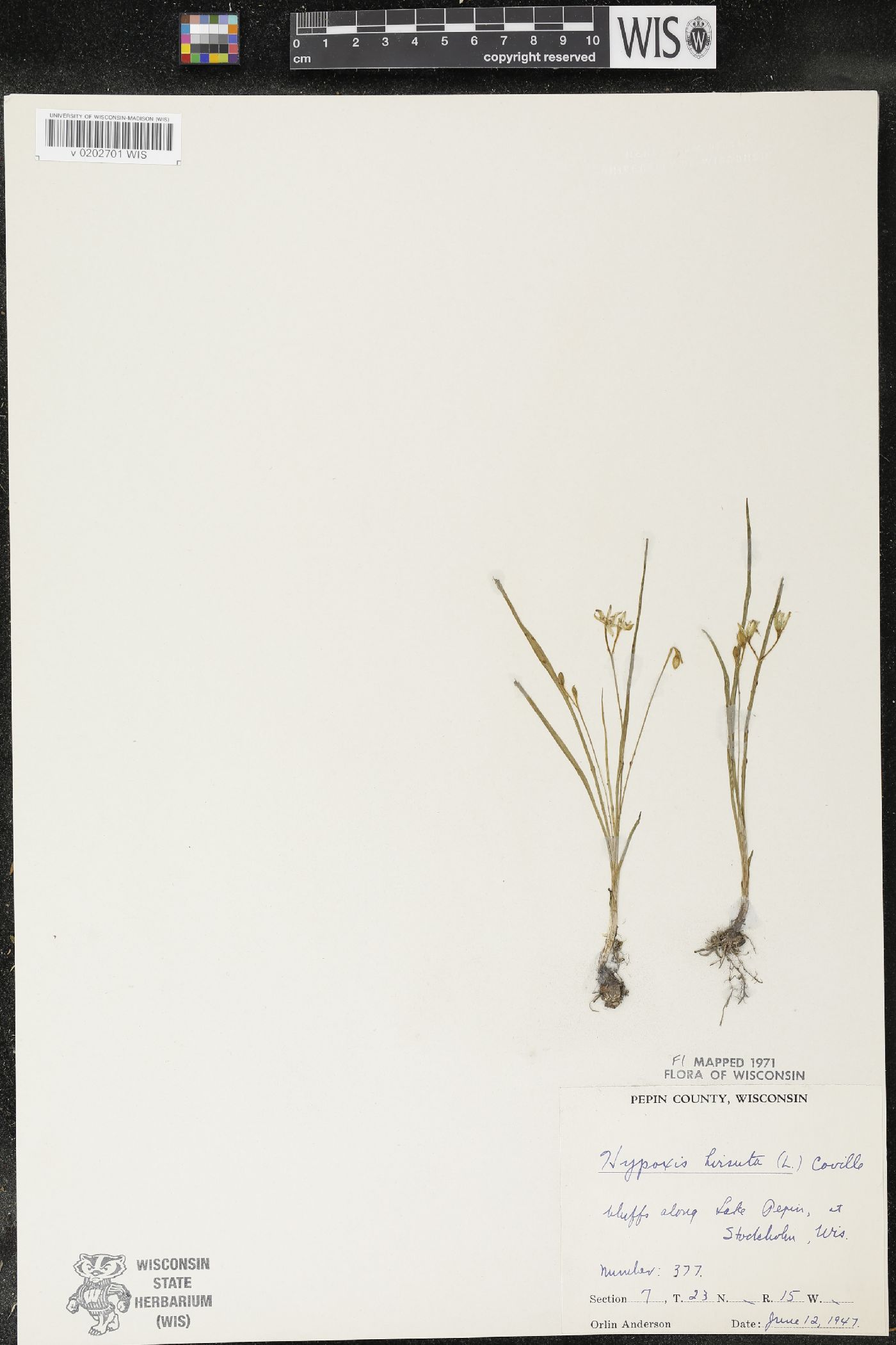 Hypoxis hirsuta image