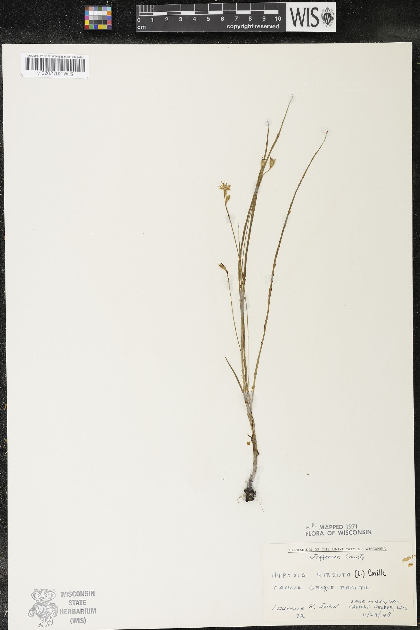 Hypoxis hirsuta image