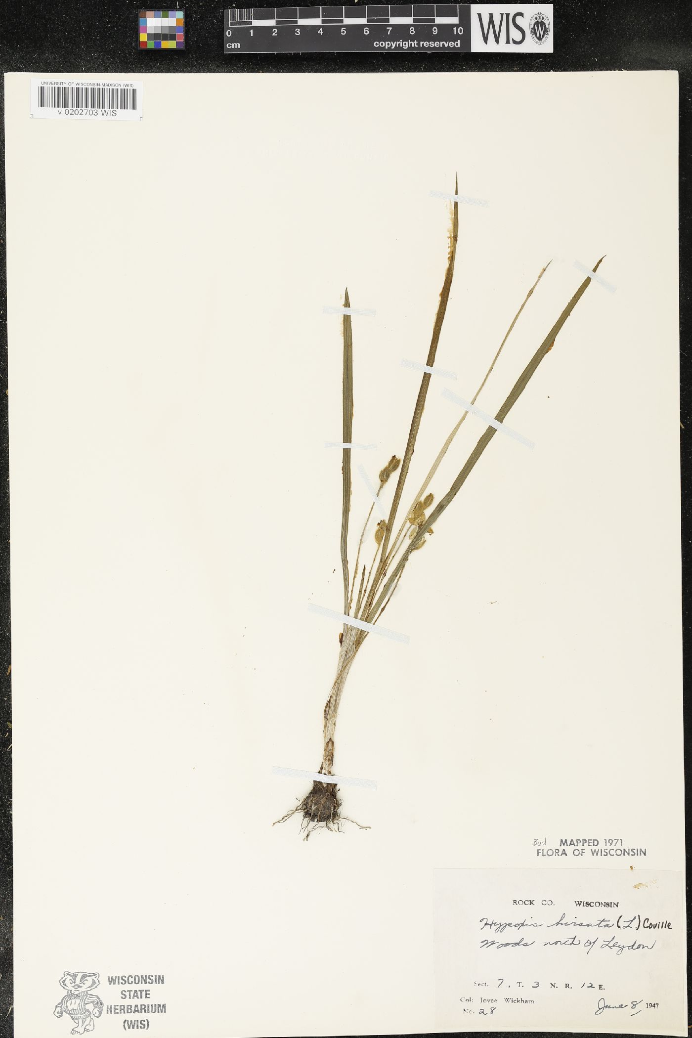Hypoxis hirsuta image
