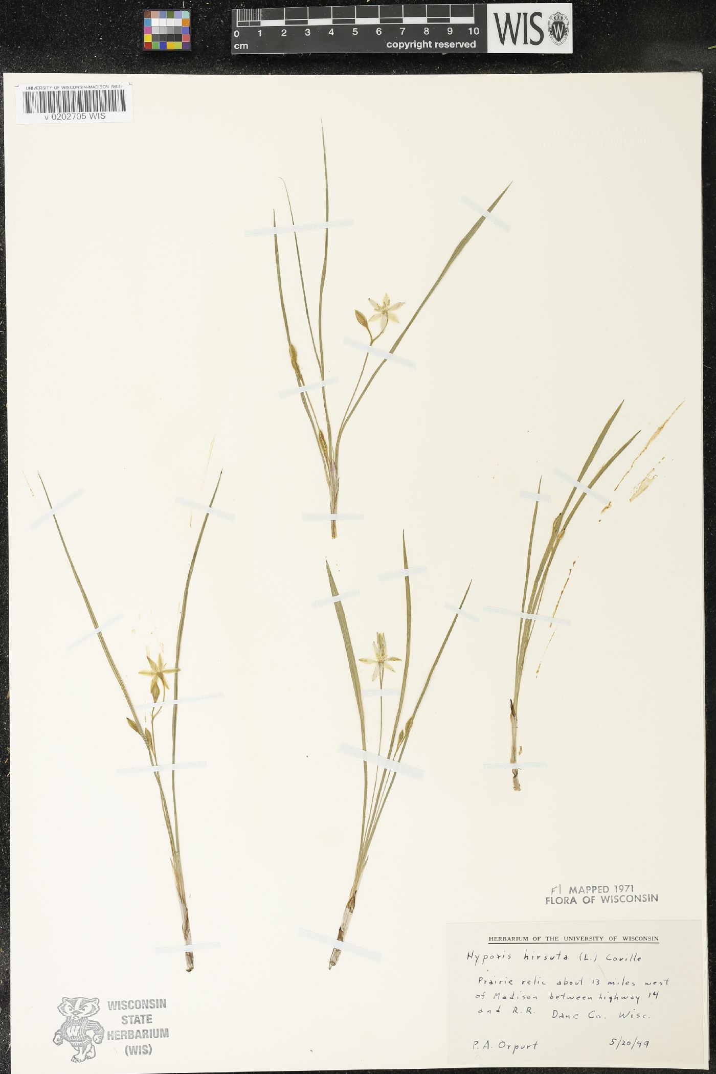 Hypoxis hirsuta image