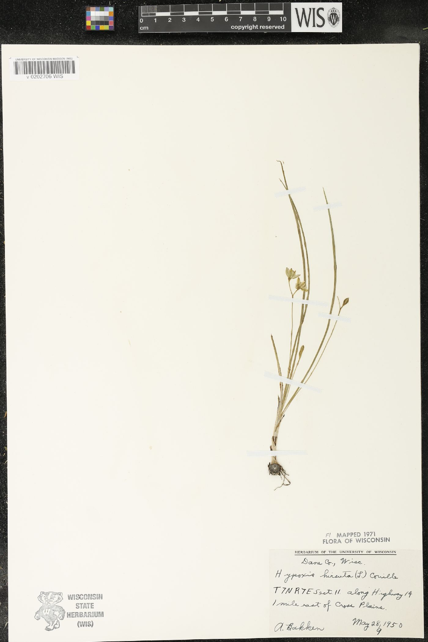 Hypoxis hirsuta image