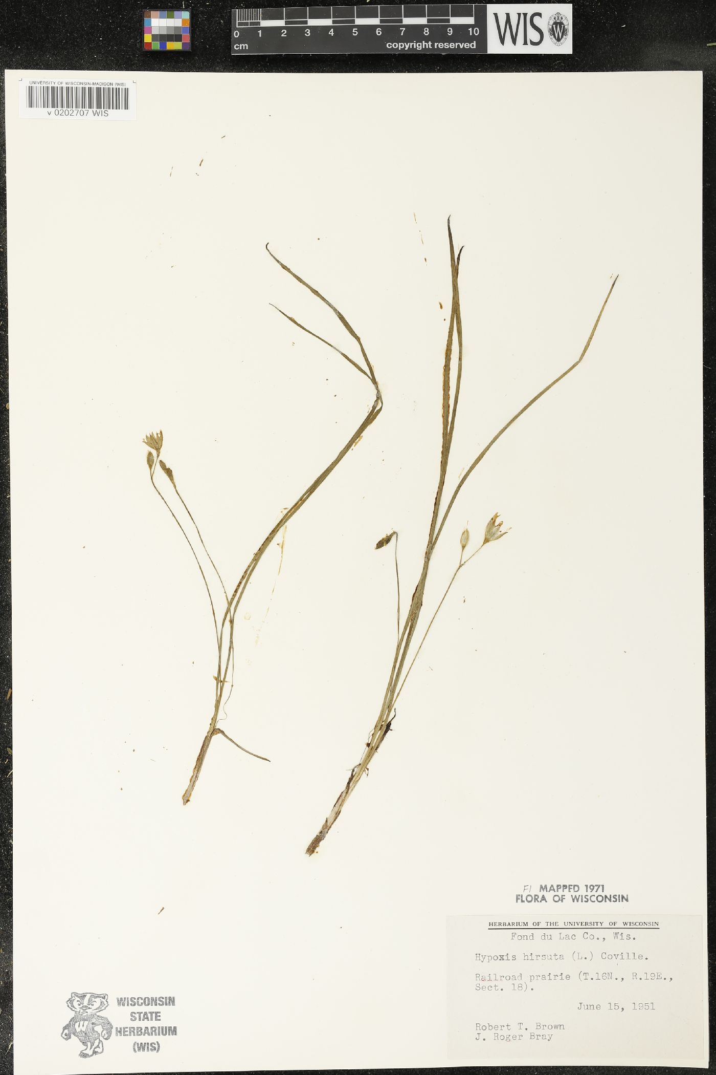 Hypoxis hirsuta image