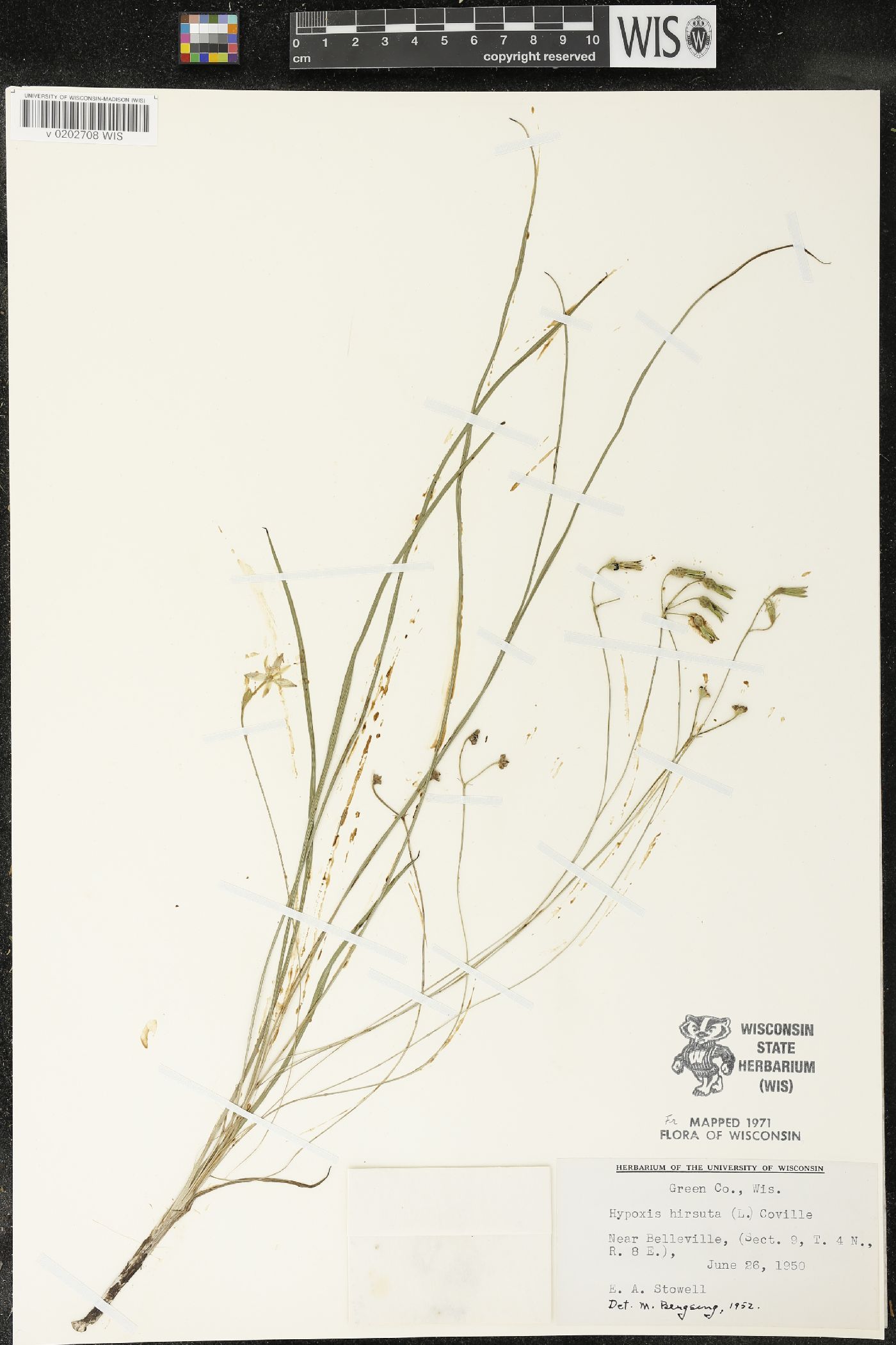 Hypoxis hirsuta image