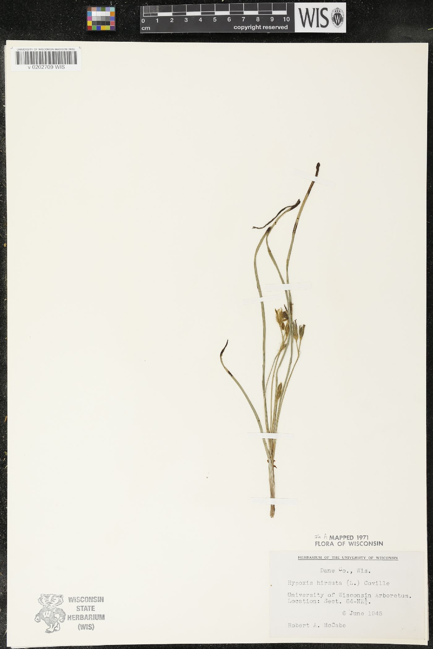 Hypoxis hirsuta image