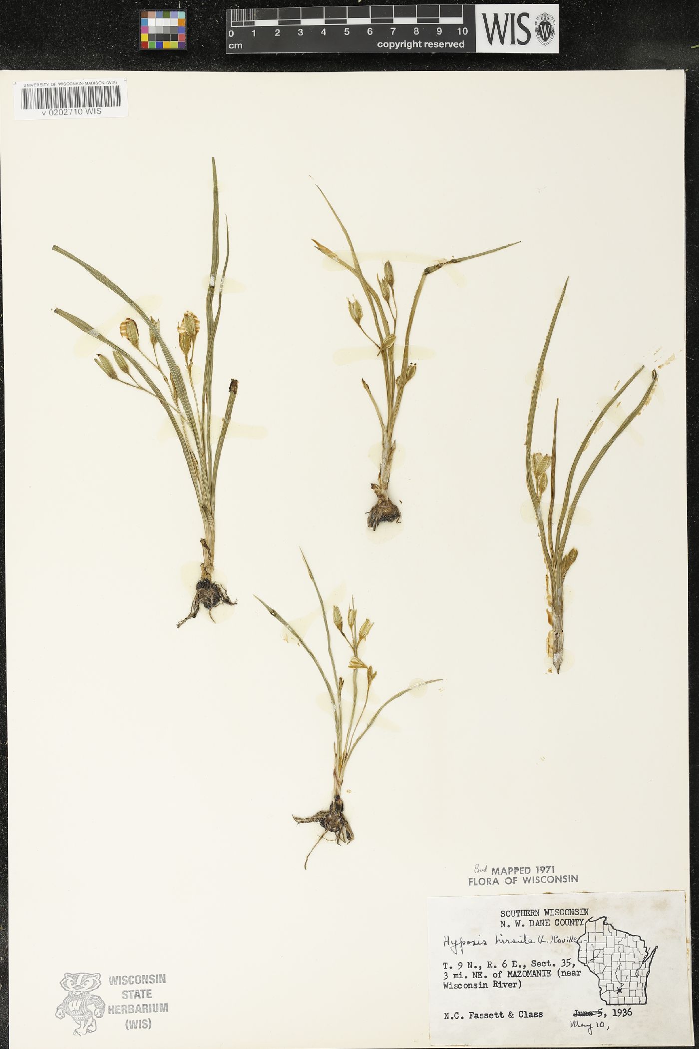 Hypoxis hirsuta image