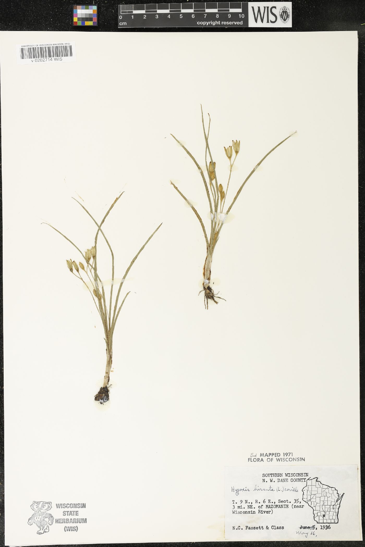 Hypoxis hirsuta image