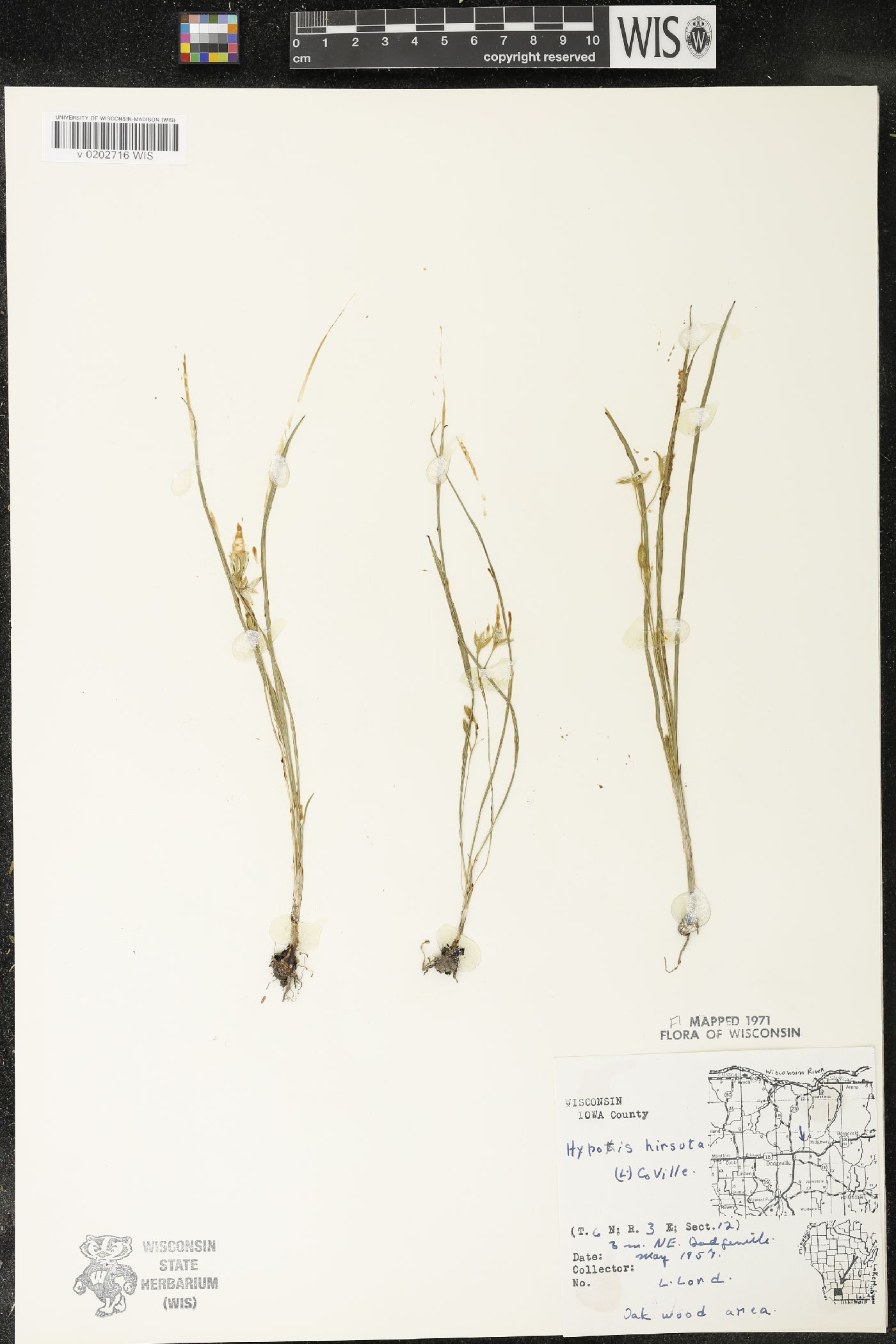Hypoxis hirsuta image