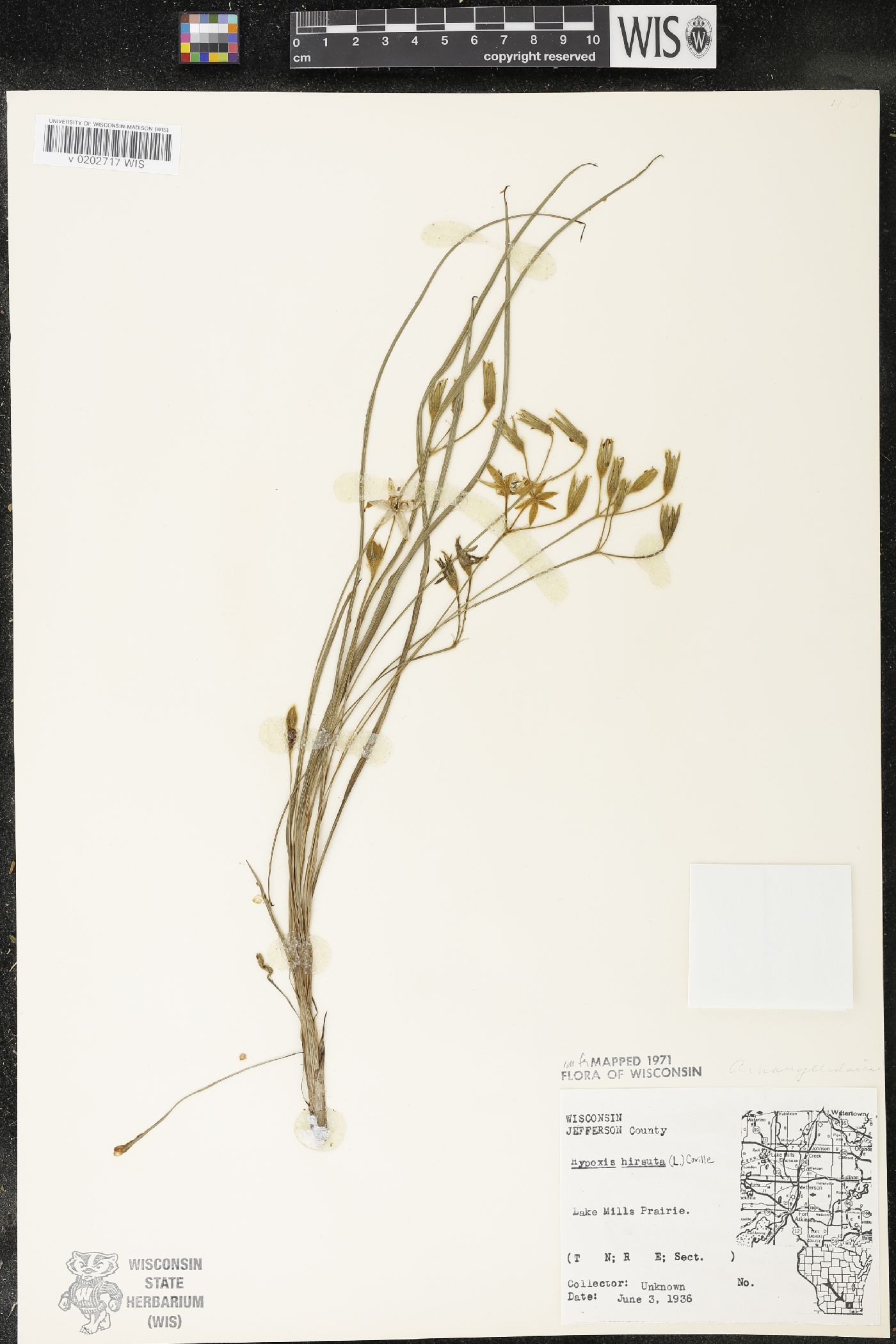 Hypoxis hirsuta image