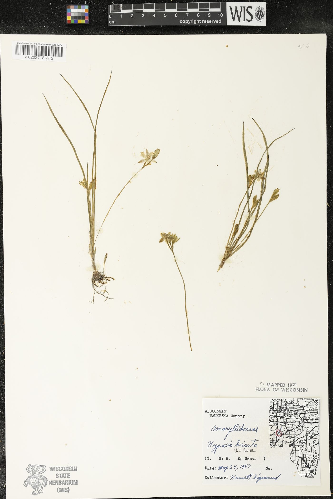 Hypoxis hirsuta image