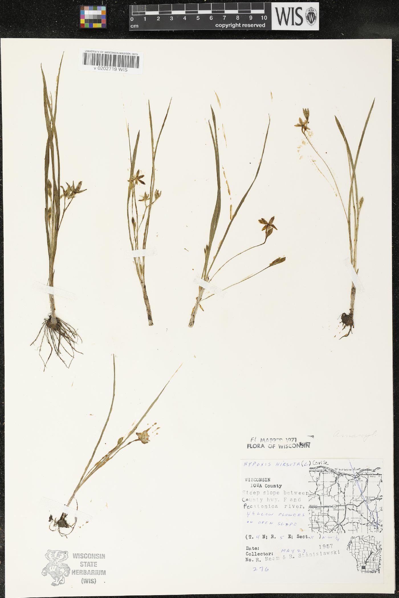 Hypoxis hirsuta image