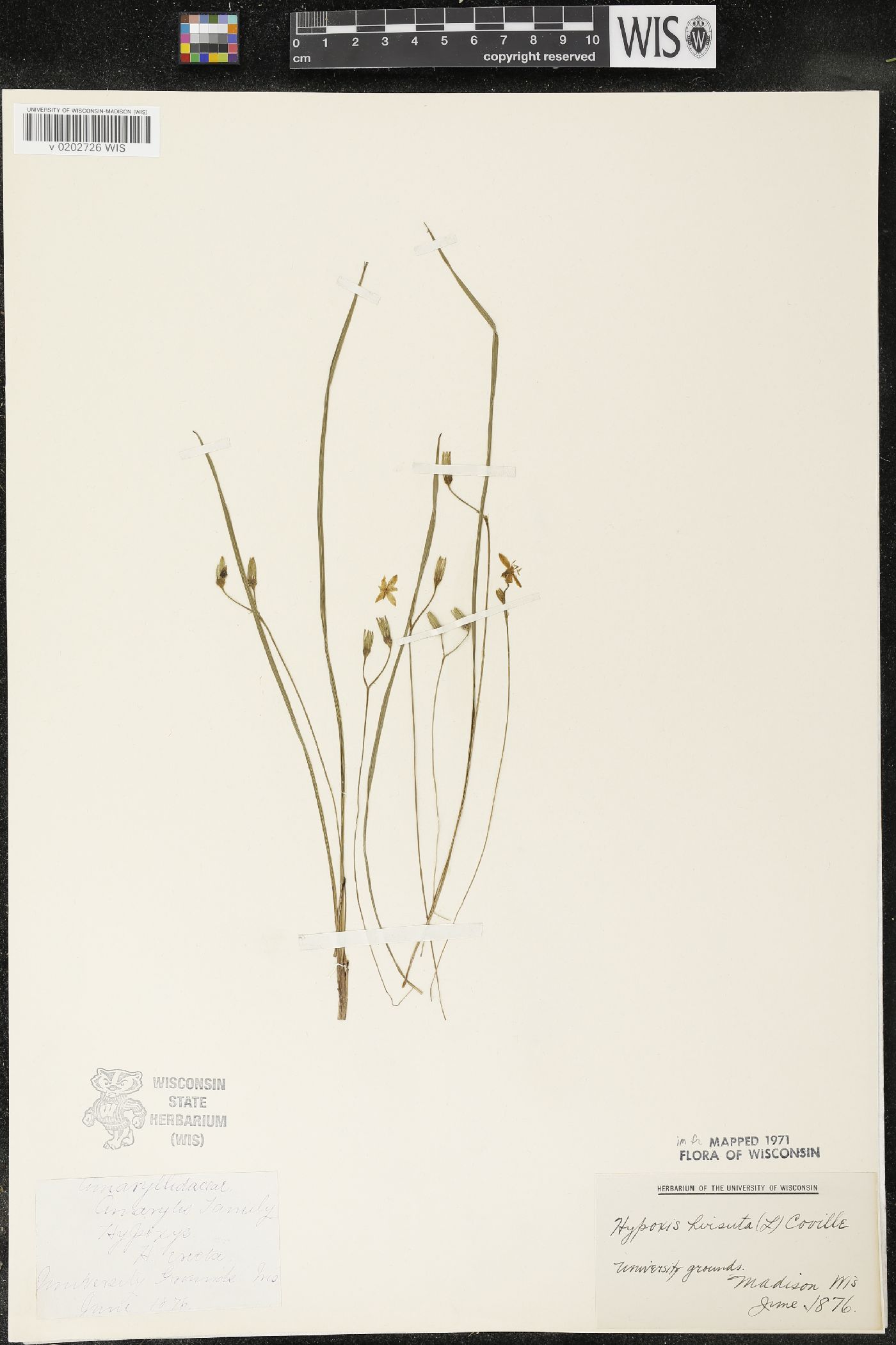 Hypoxis hirsuta image