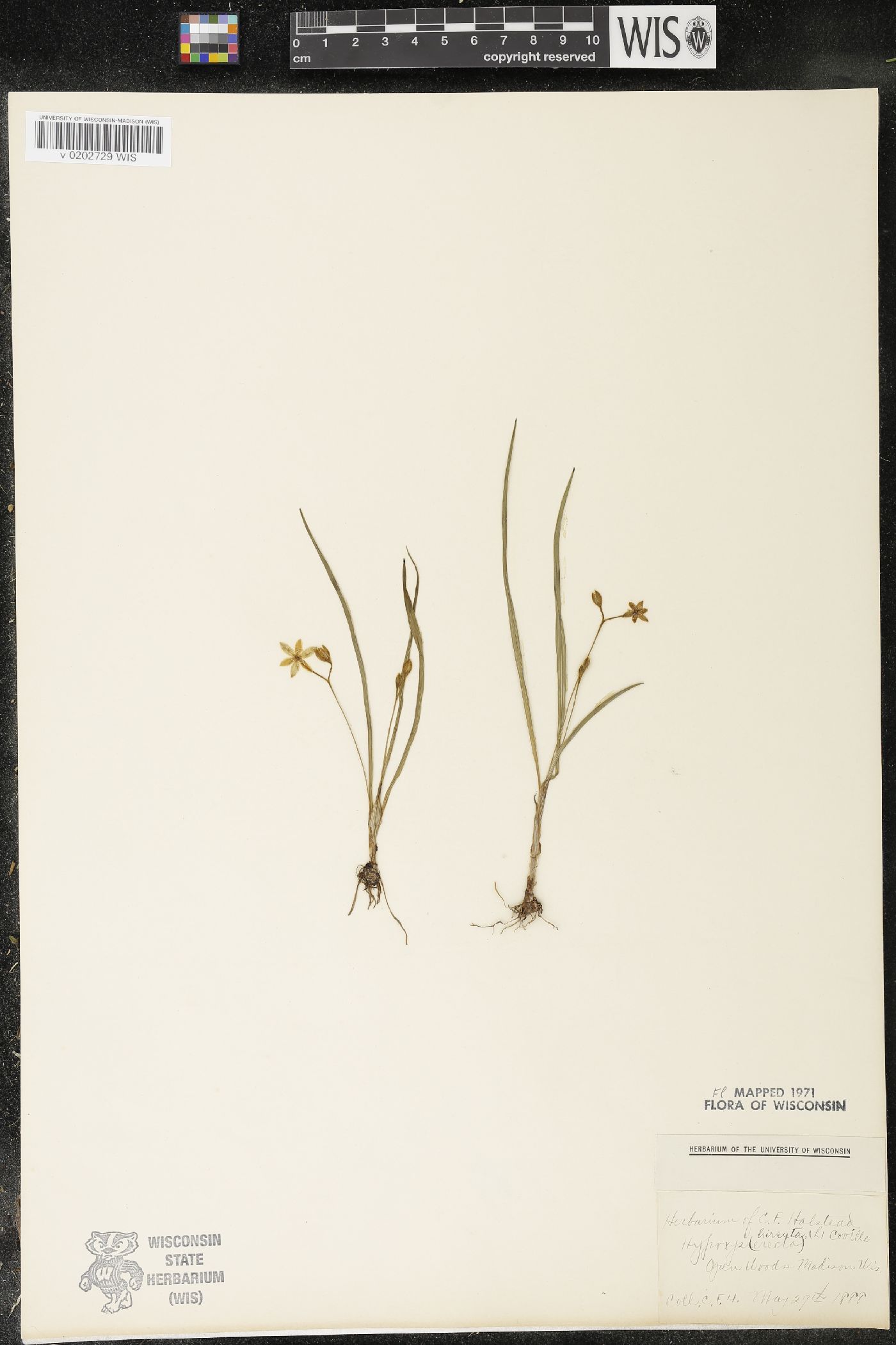 Hypoxis hirsuta image